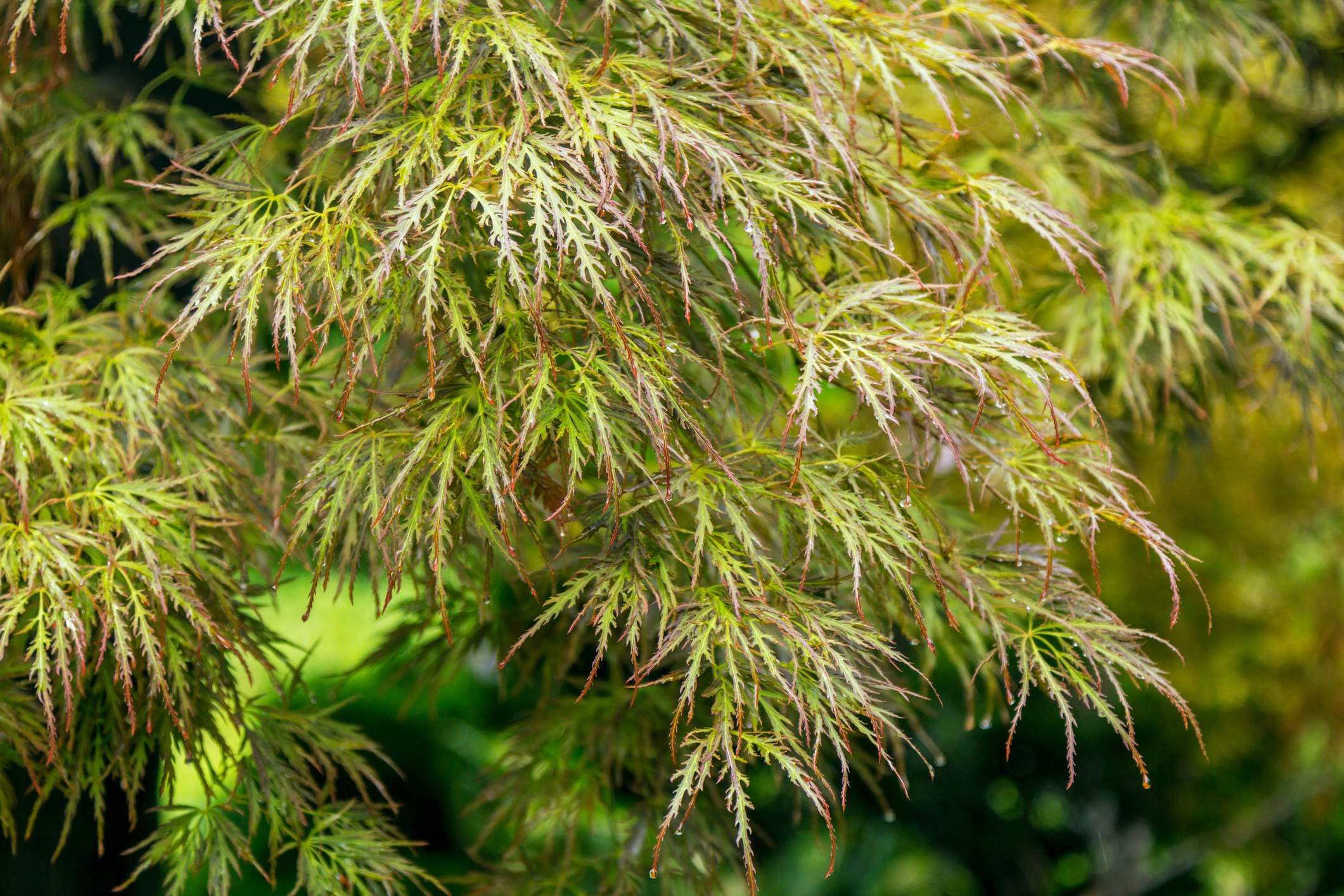 Schlitzahorn der Sorte Acer palmatum „Dissectum“