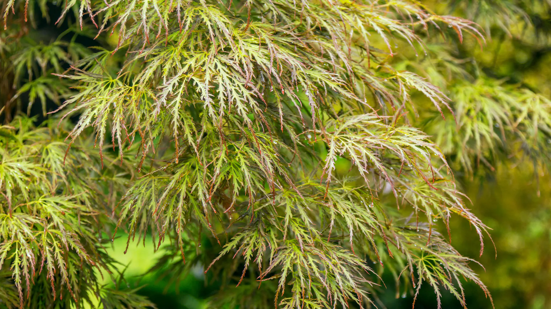 Schlitzahorn der Sorte Acer palmatum „Dissectum“