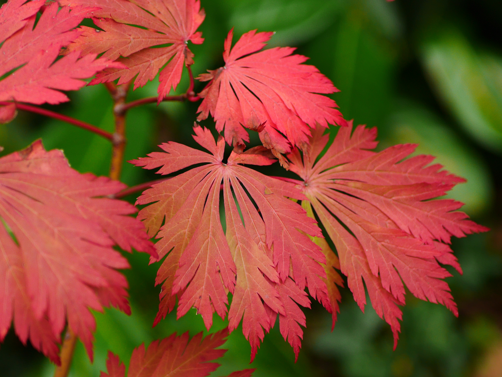 Laub des Japan-Ahorns „Aconitifolium".