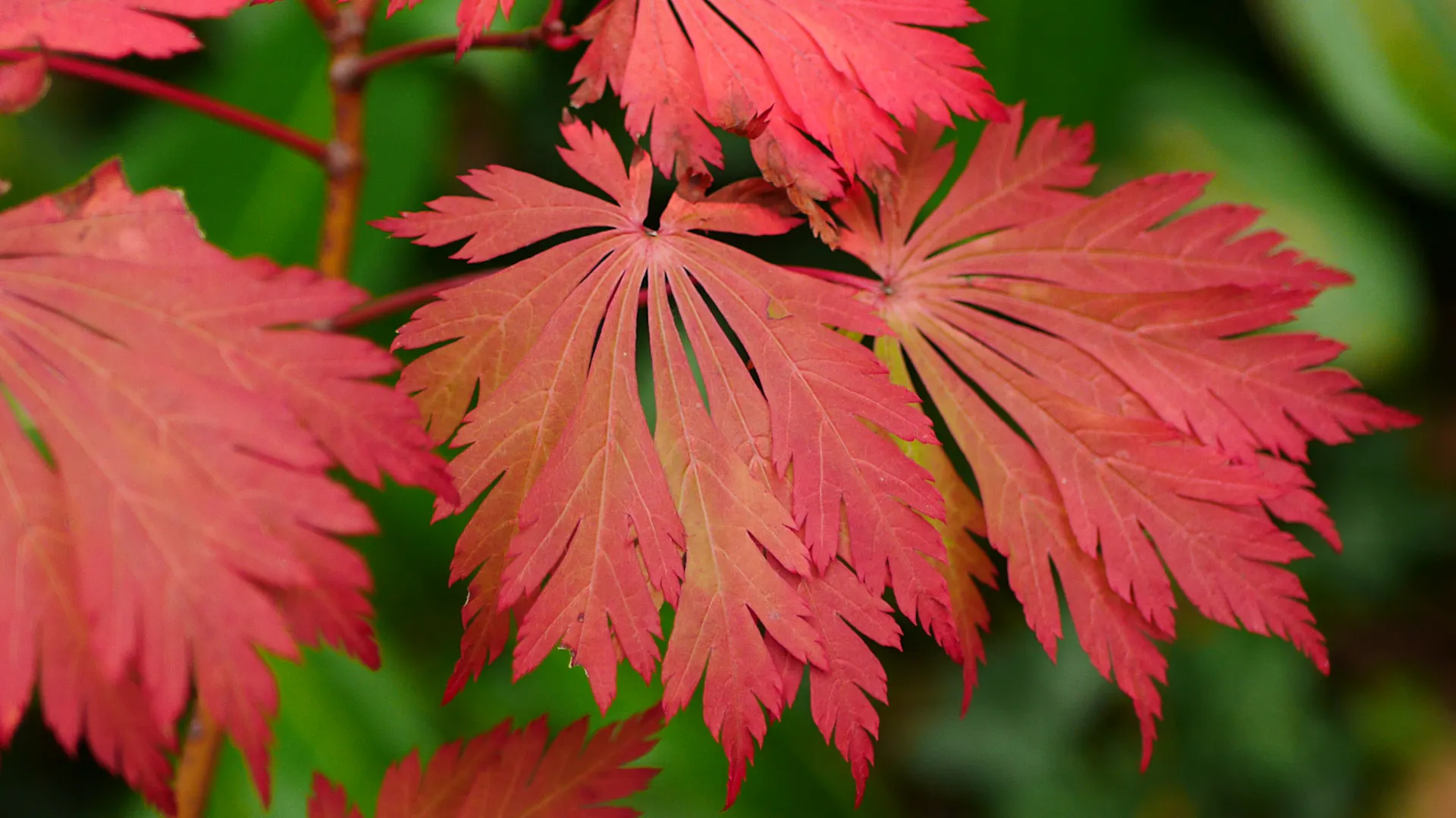 Laub des Japan-Ahorns „Aconitifolium".