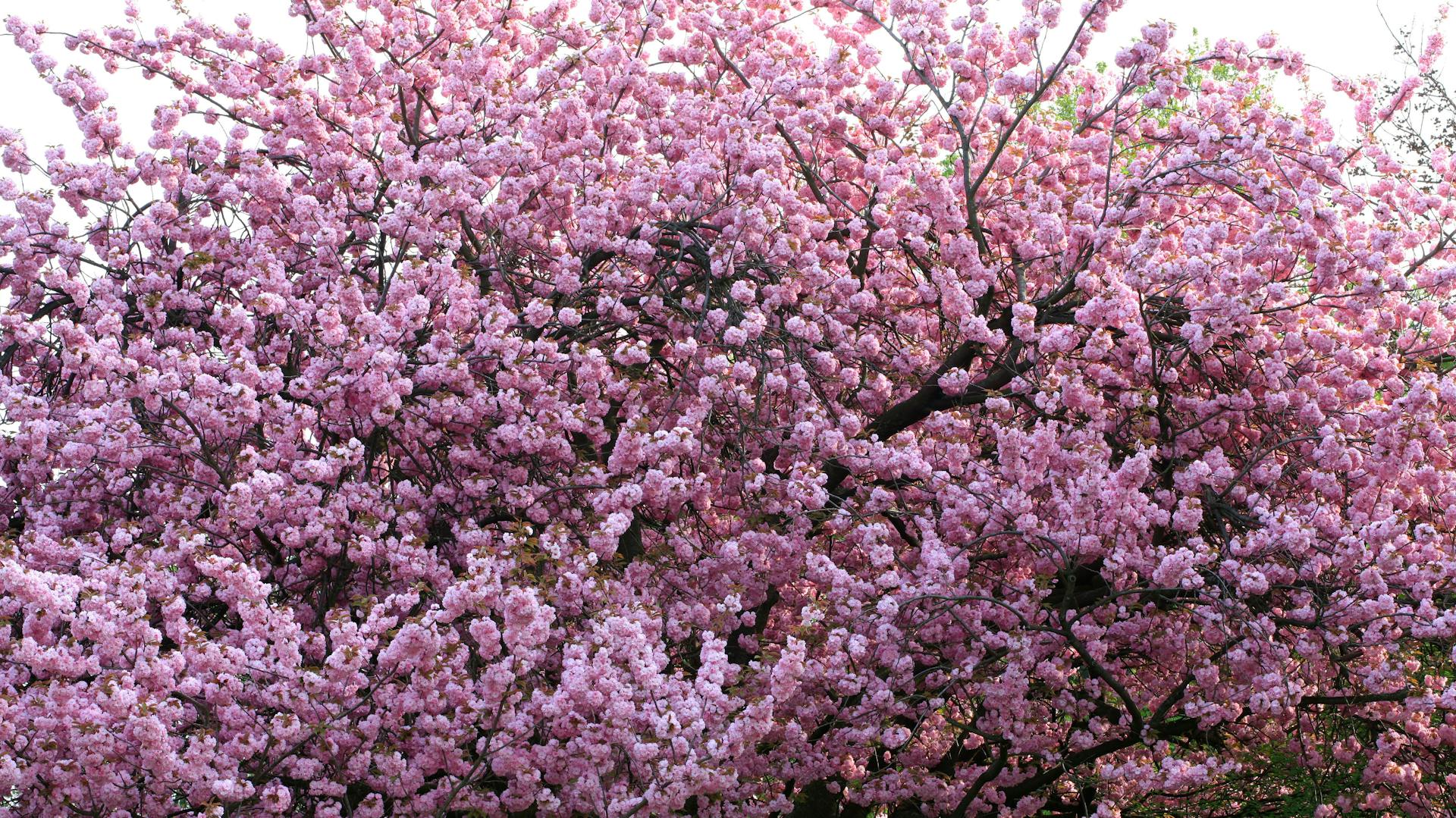 Rosa blühende Zierkirsche