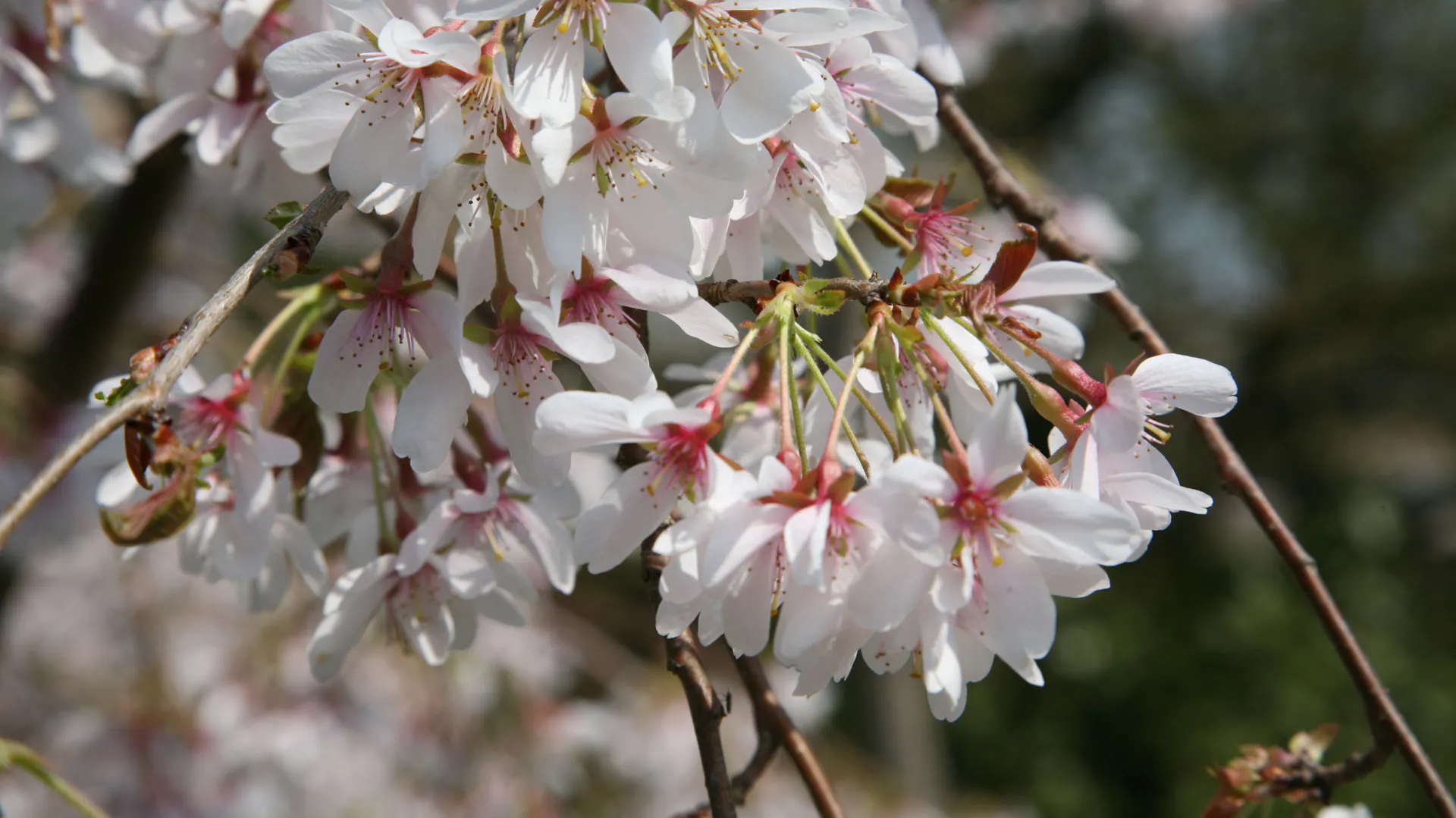 Nahaufnahme von Blüten an einer Zierkirsche