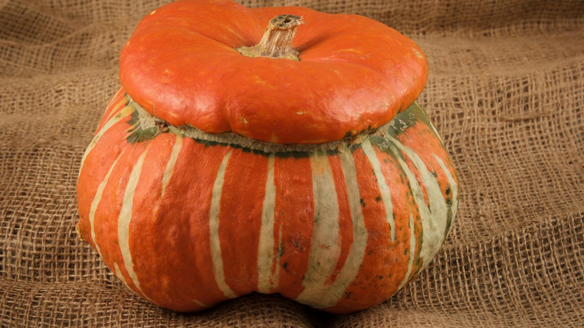 Zierkürbis Bischofsmütze