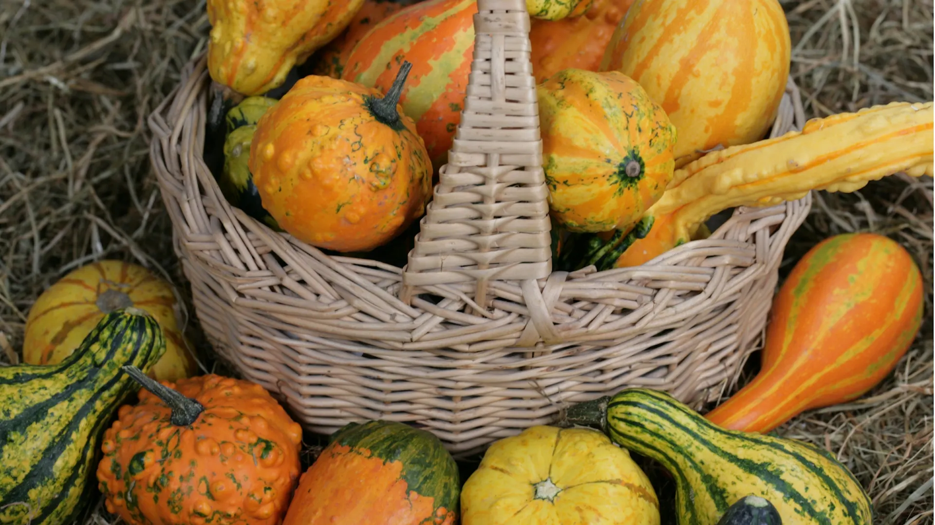 Zucche ornamentali in un cesto