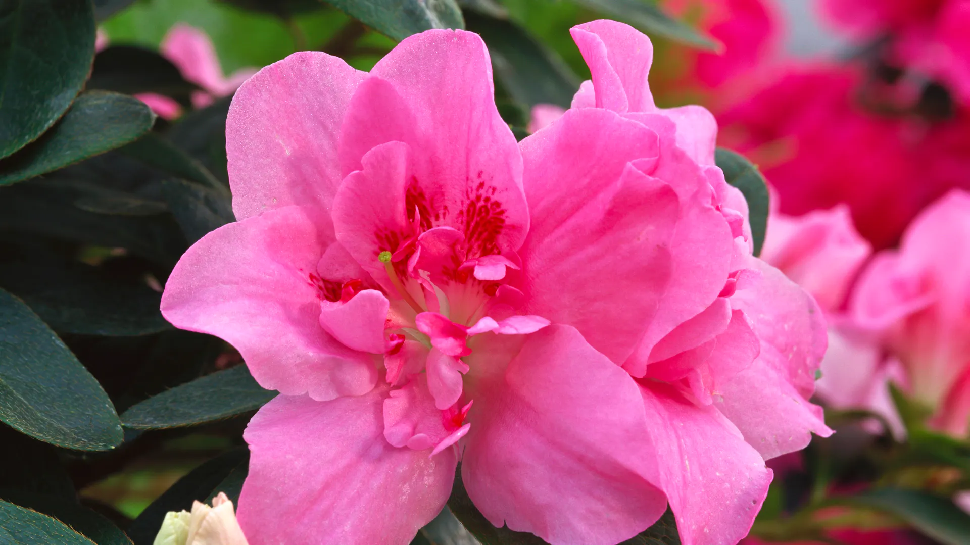 Pinke Blüte an der Zimmerazalee
