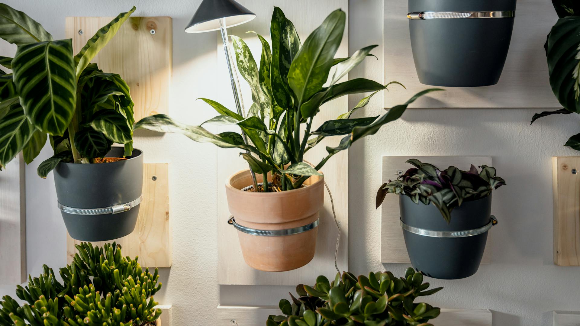 Zimmerpflanze, die mit einer Pflanzenlampe beleuchtet wird