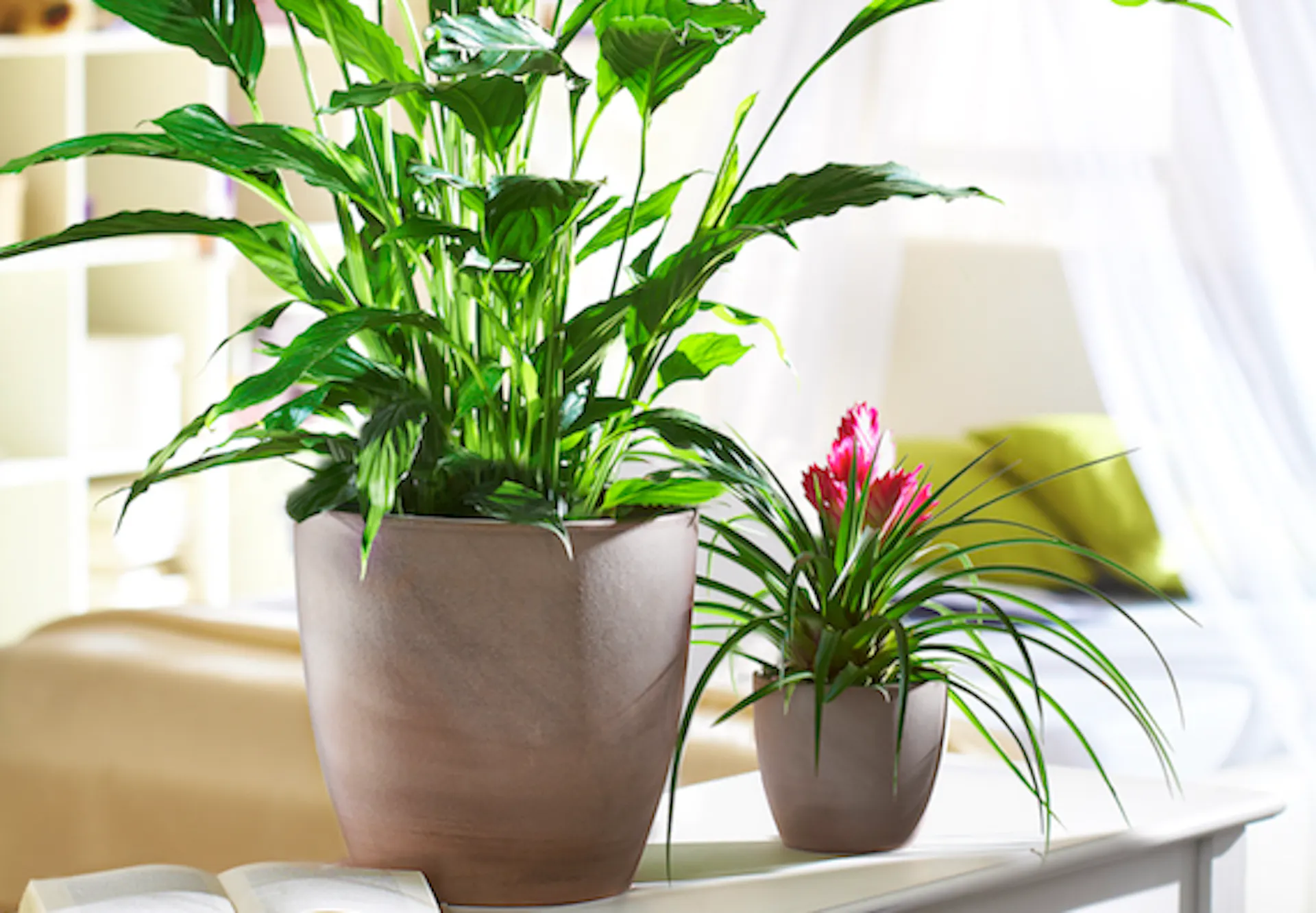 Une grande plante d'intérieur verte dans le pot est placée à côté de la petite plante d'intérieur verte dans le pot sur la table.