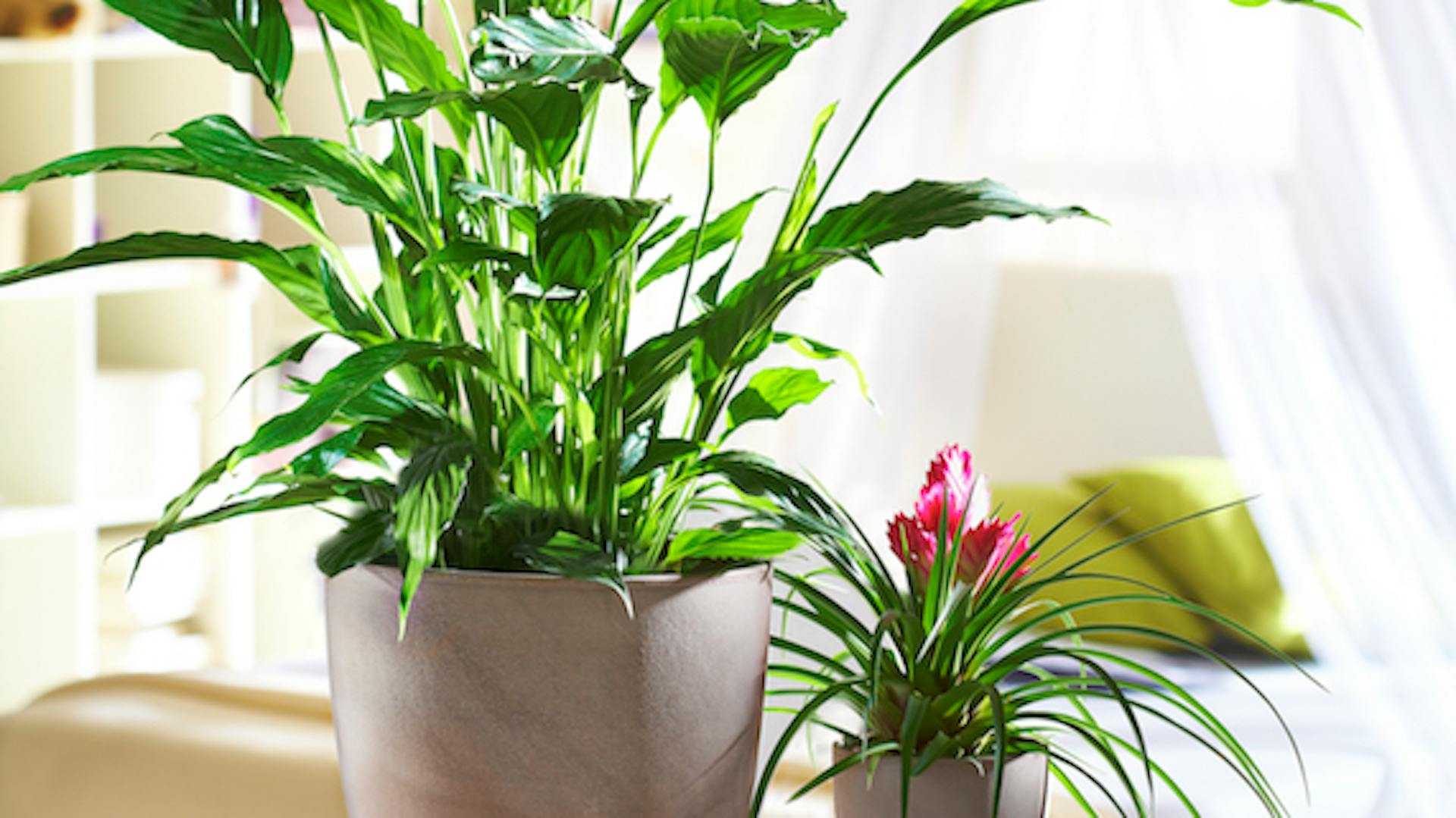 Egy cserépben lévő nagy, zöld szobanövény áll az asztalon egy cserépben lévő kis szobanövény mellett.