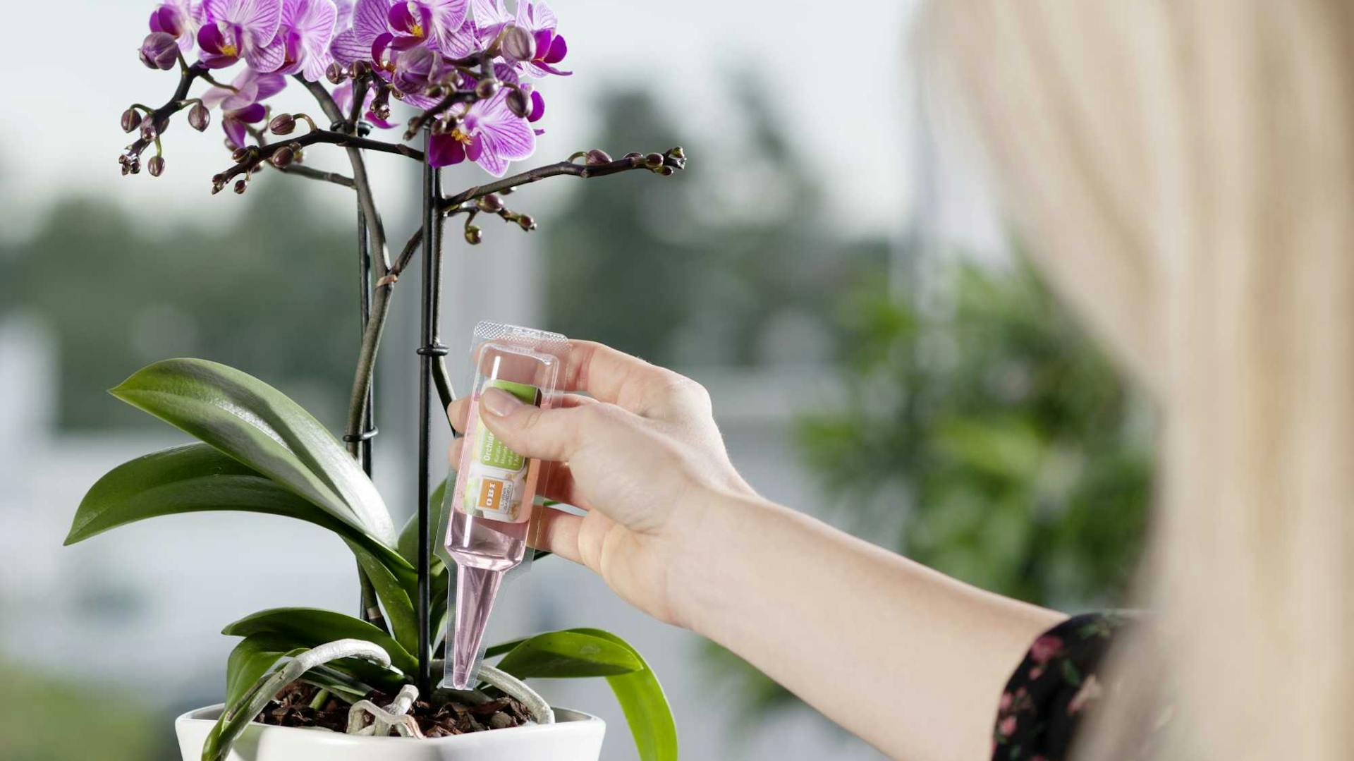 Frau gibt Dünger in Blumenerde von Orchidee.