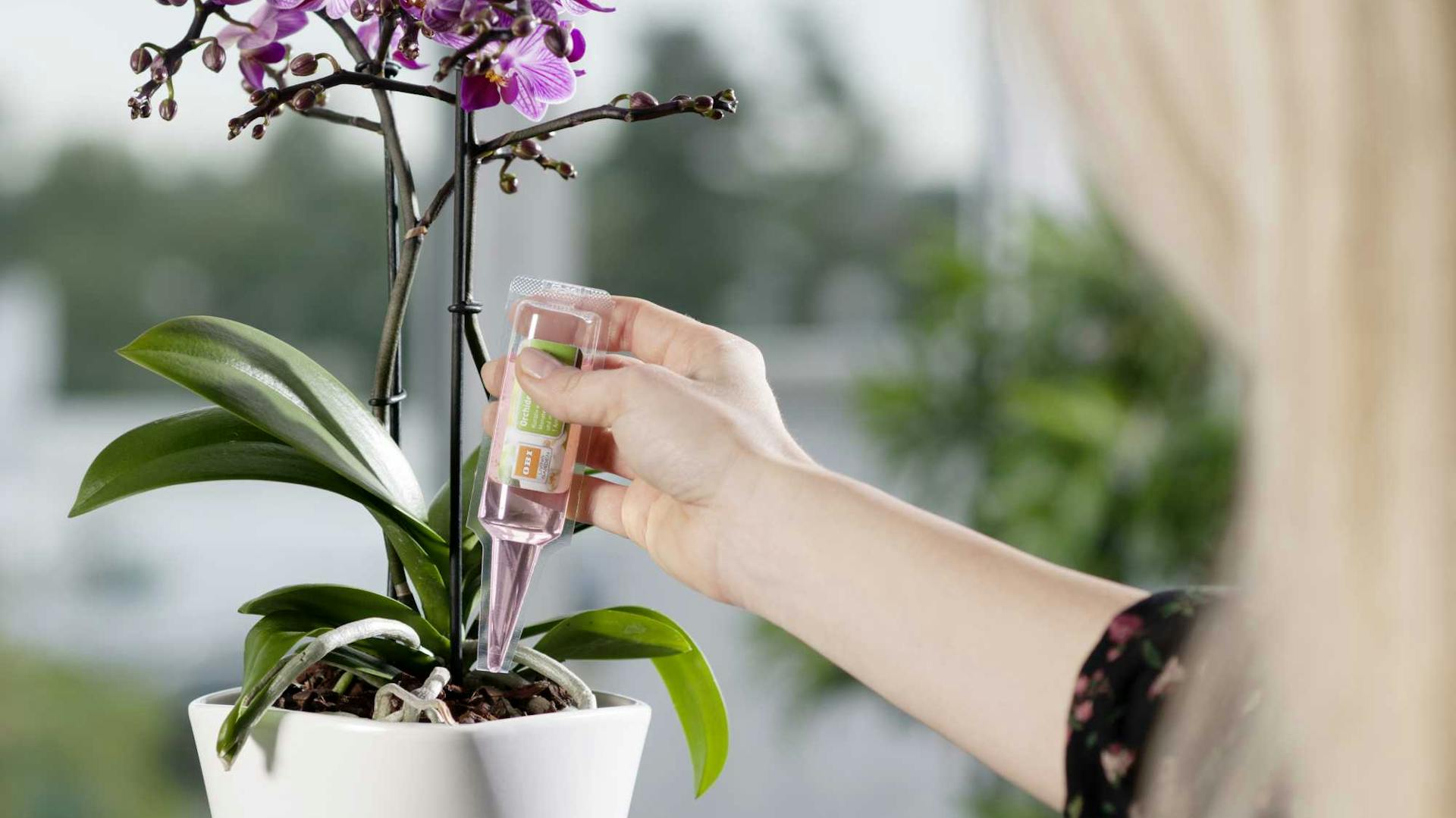 Tápoldatot adnak az orchidea virágföldjéhez.