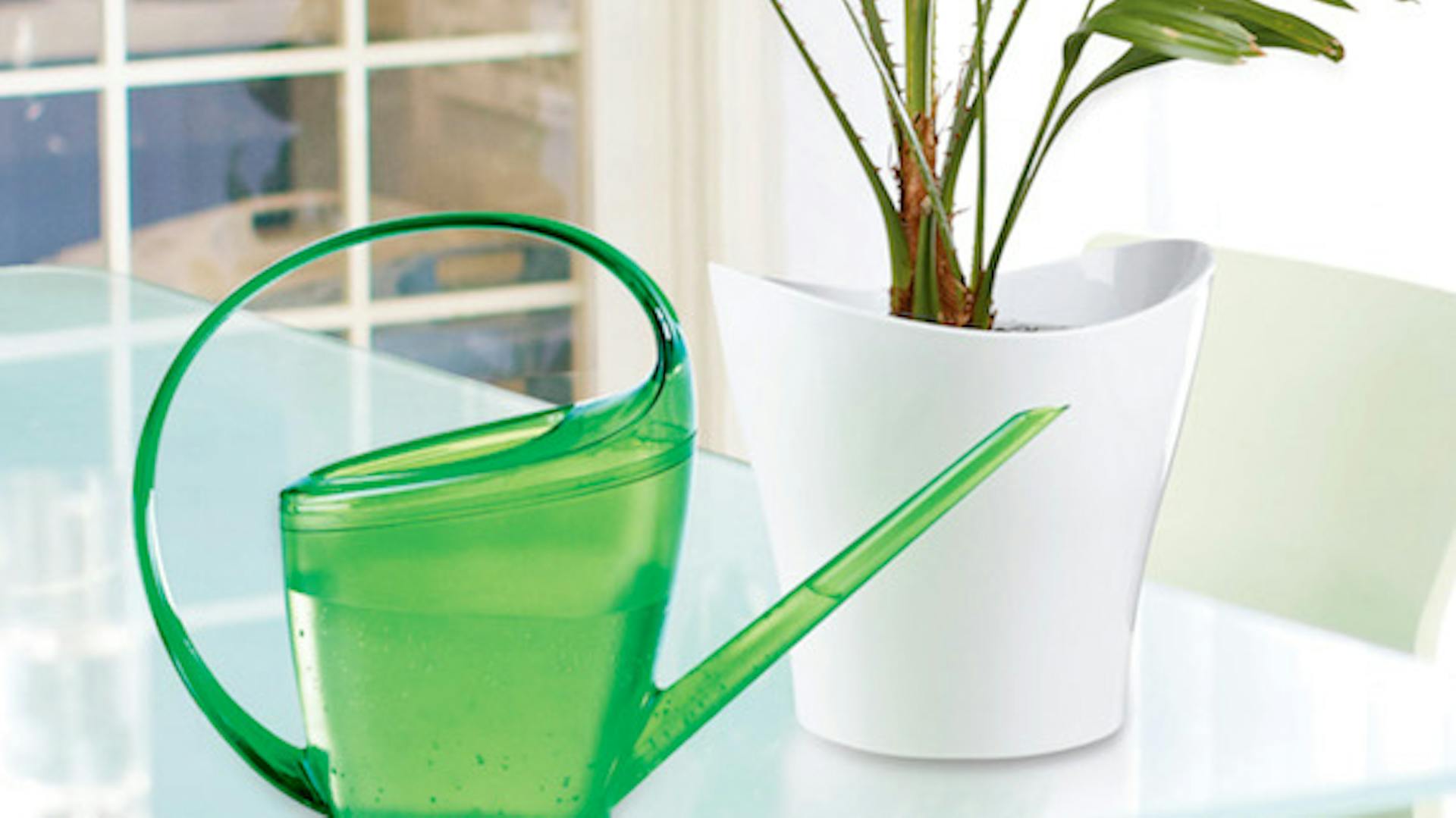 Zimmerpflanze in weißem Topf steht neben grüner Gießkanne auf dem Tisch.