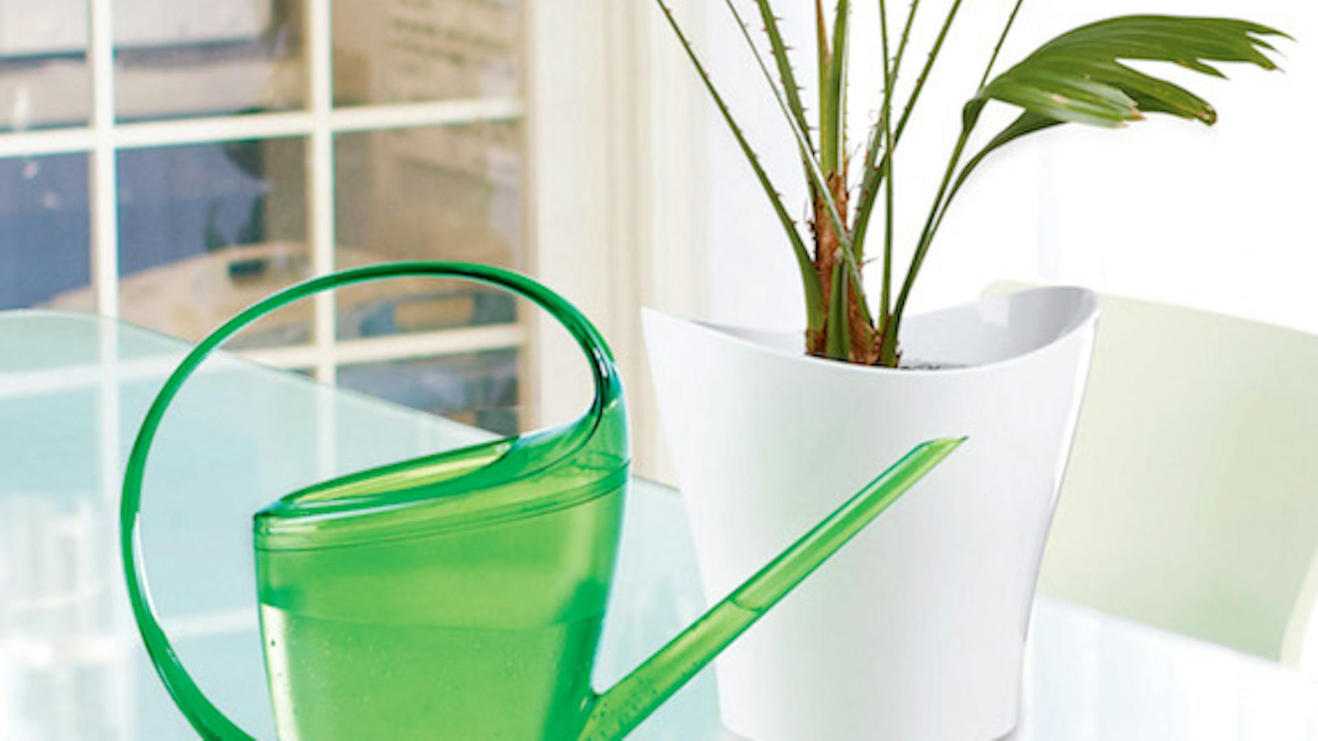 Fehér cserépben lévő szobanövény az asztalon, zöld öntözőkanna mellett.