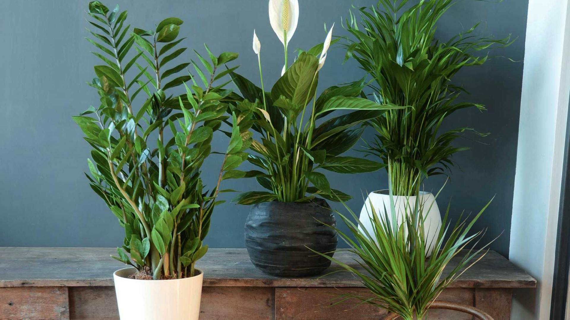 Vier grüne Zimmerpflanzen in Töpfen stehen auf Tisch und Boden.