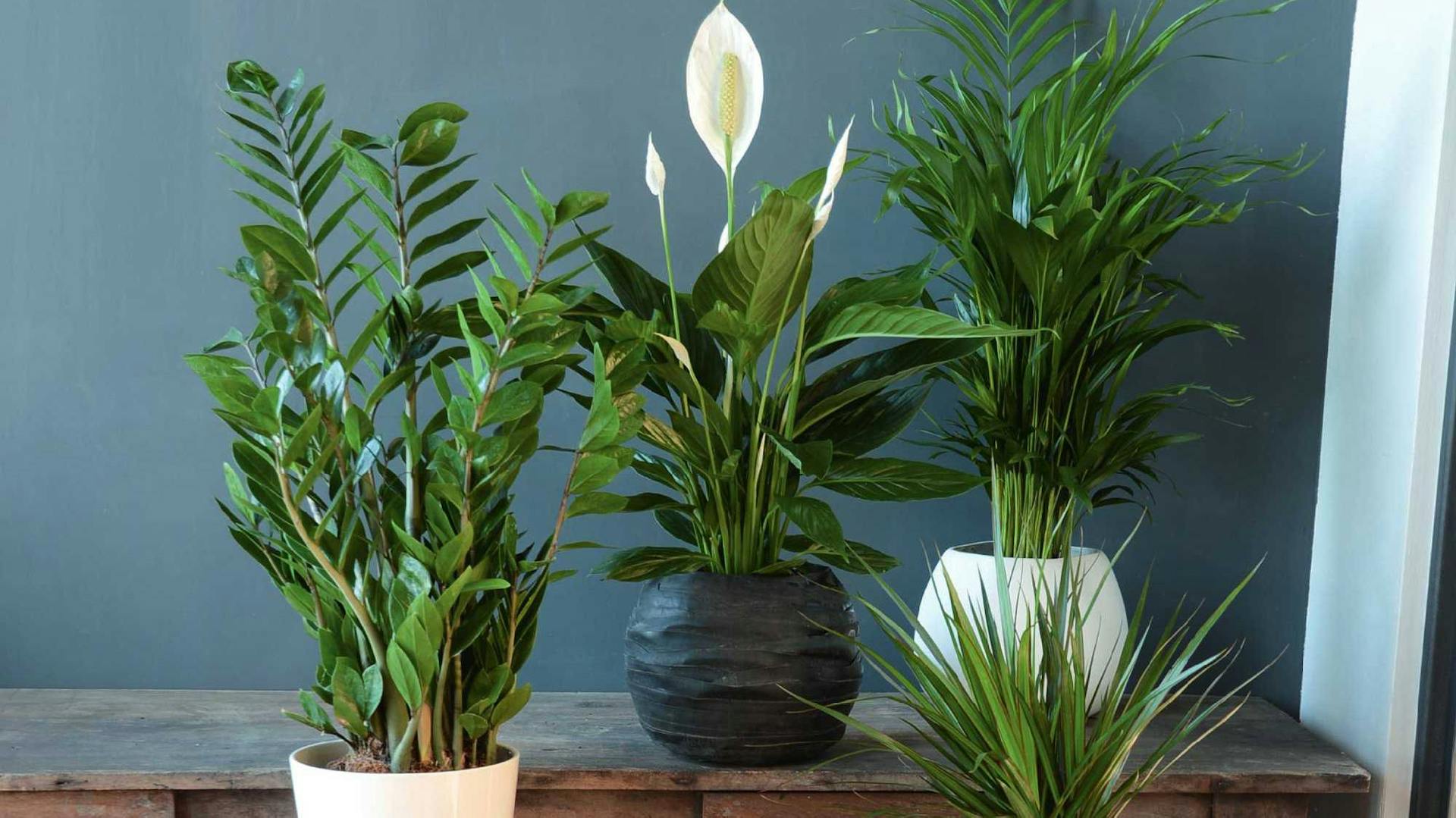 Négy cserepes zöld szobanövény áll az asztalon és a padlón.