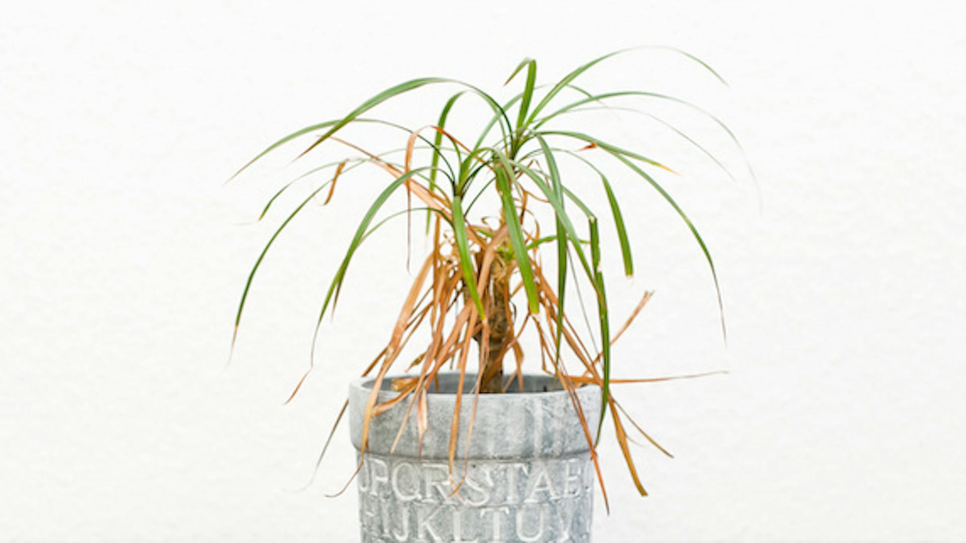 Zimmerpflanze hat braune, hängende Blätter.