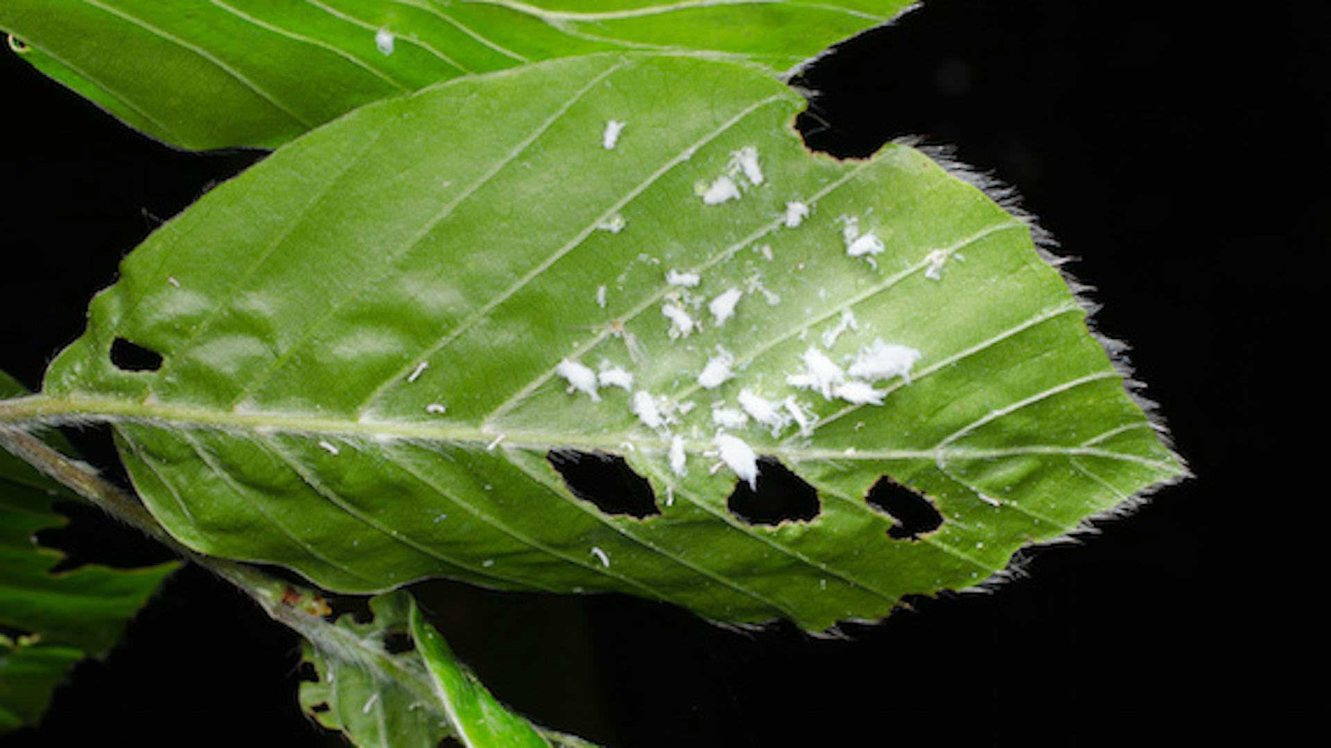 Grünes Blatt von Zimmerpflanze wird von Schädlingen zerfressen.