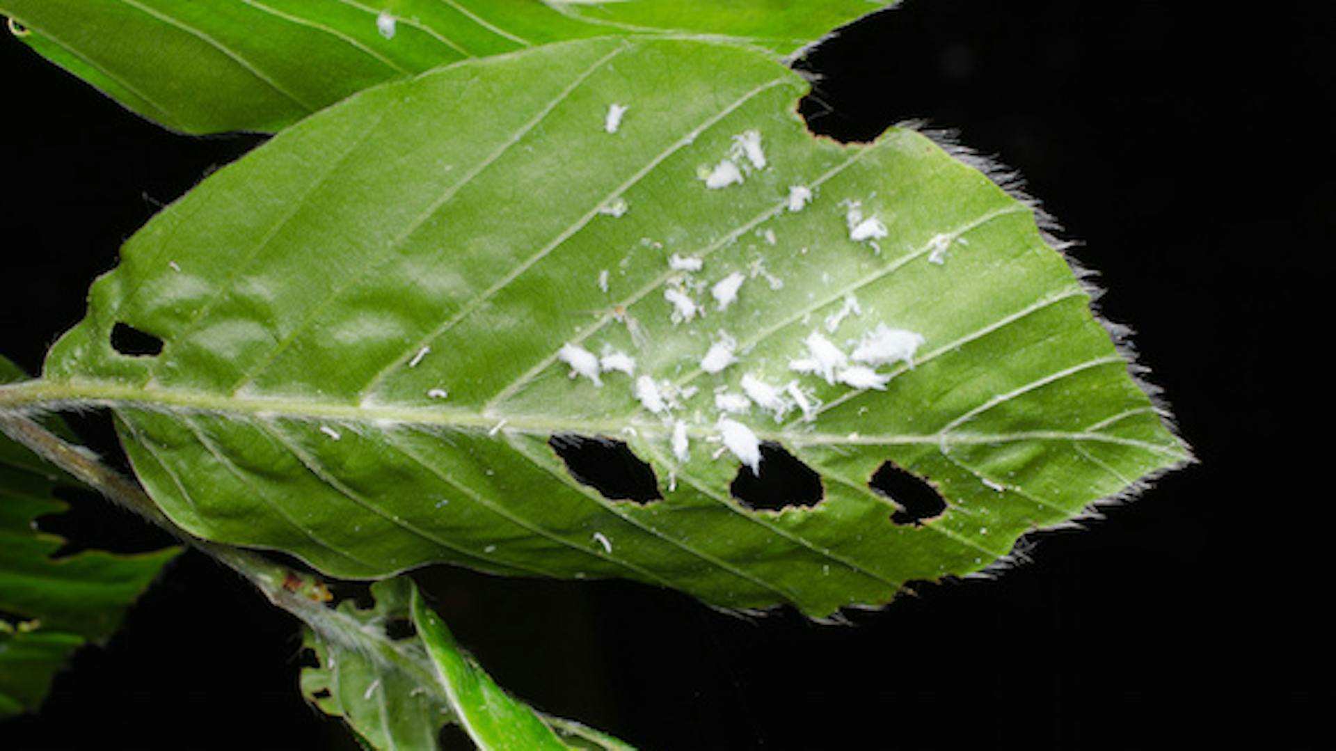 Grünes Blatt von Zimmerpflanze wird von Schädlingen zerfressen.