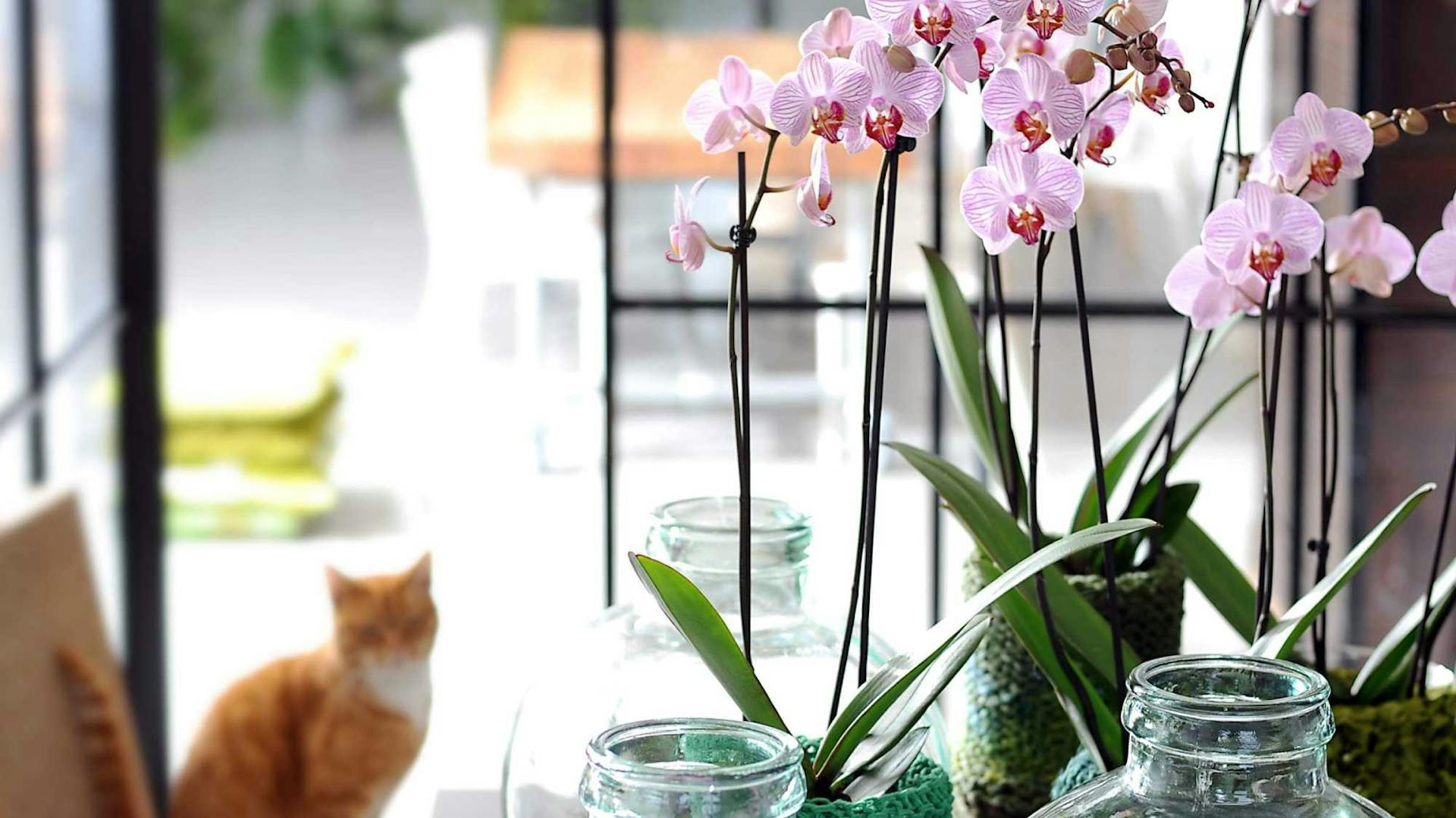 Orchideák állnak a ház egyik ablaka előtt. A háttérben egy vörös macska ül.