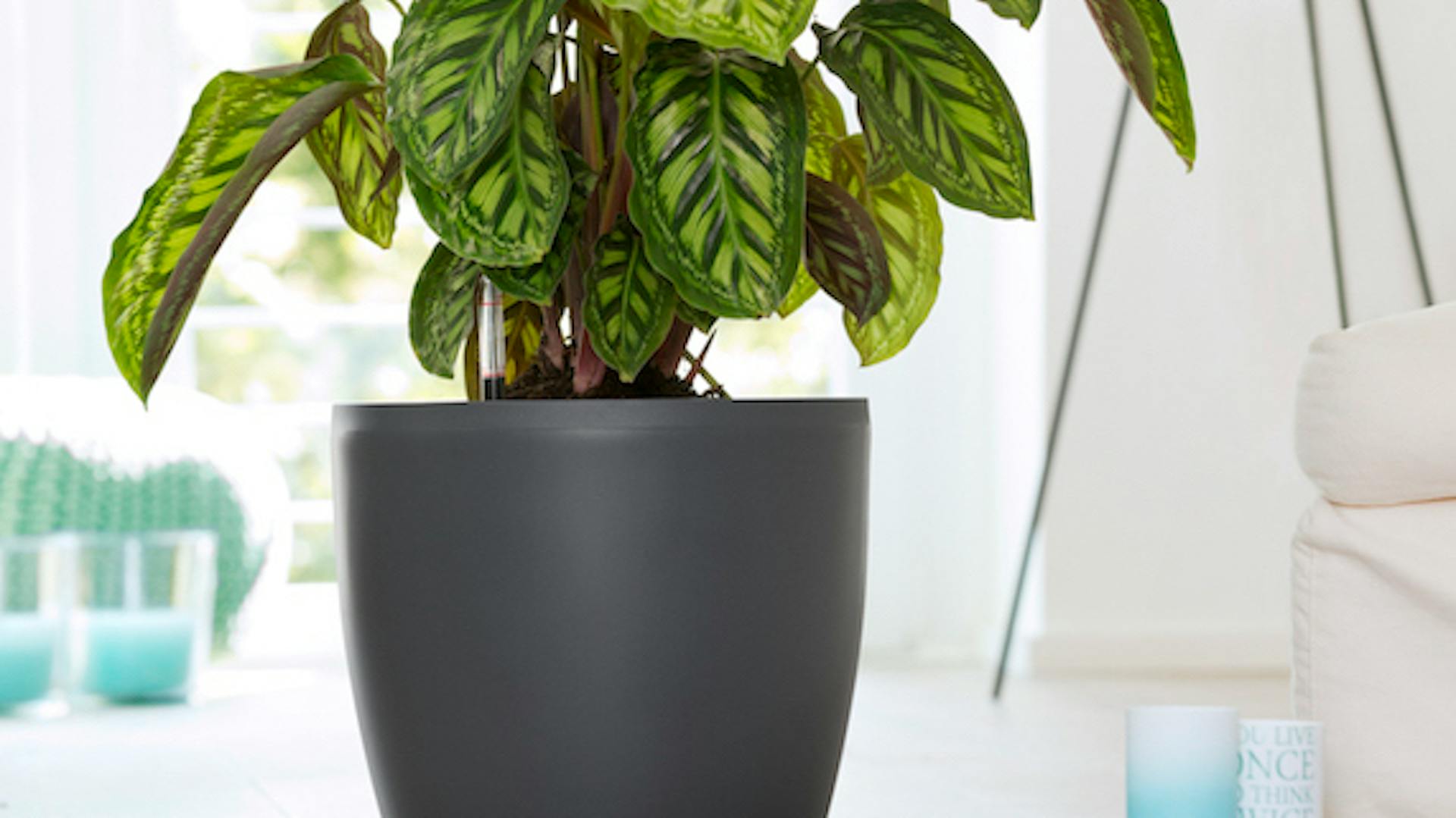Szobanövény fekete kaspóban áll az asztalon.