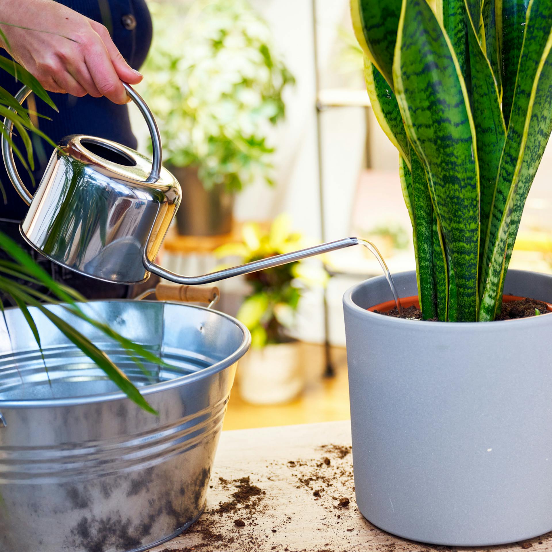 Zimmerpflanze angießen nach Umtopfen