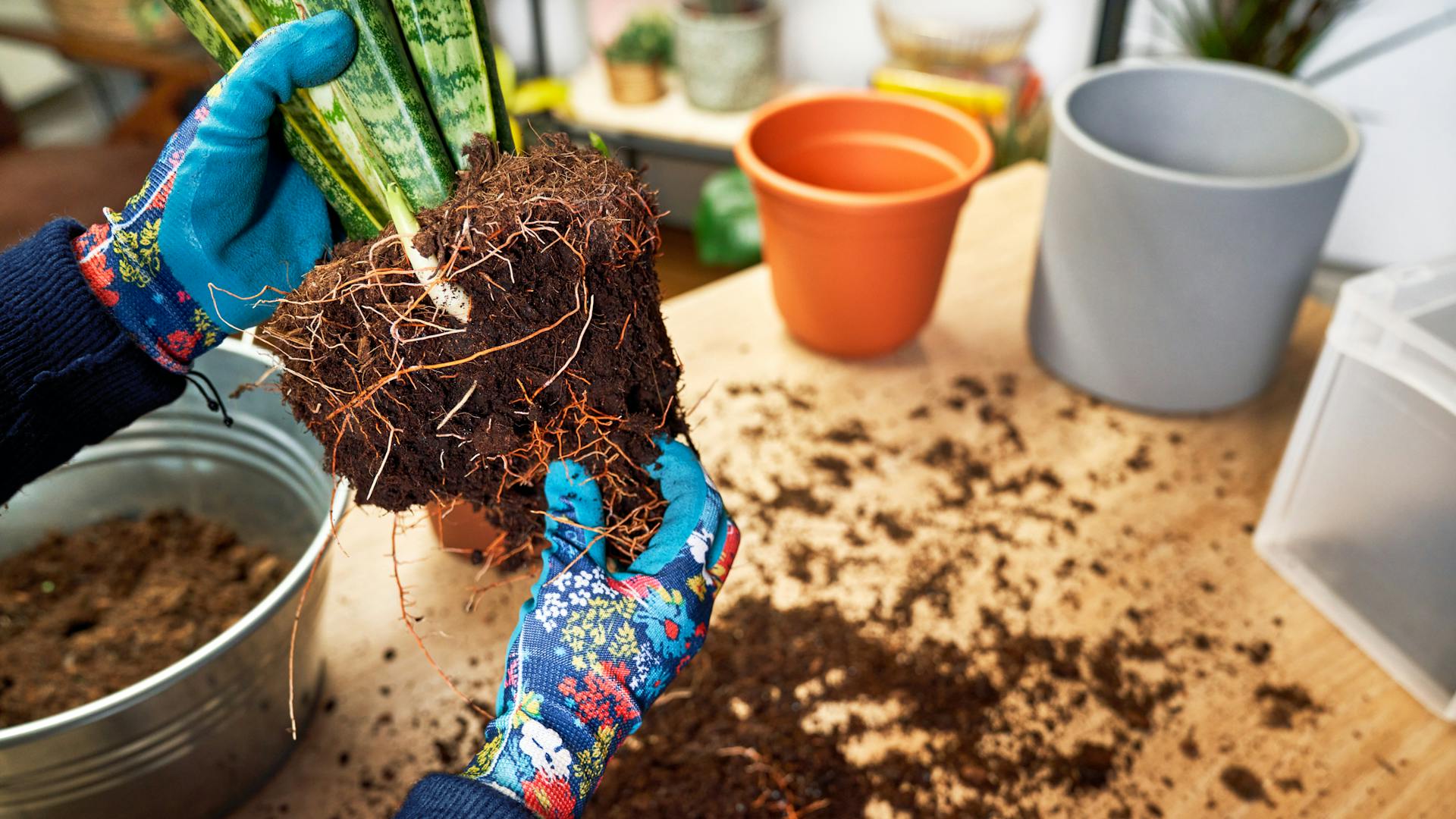 Valaki eltávolítja a növény gyökérlabdájáról a földet átültetéskor.