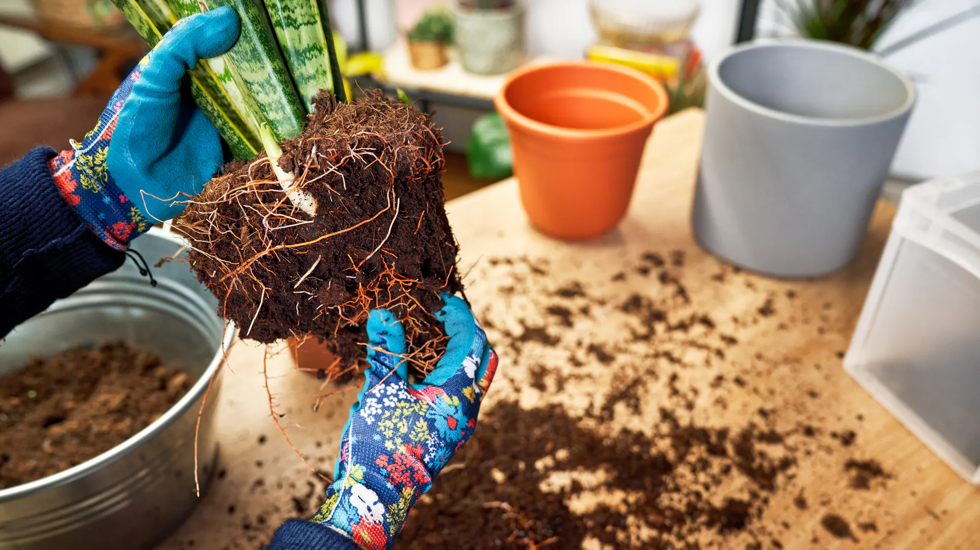 Welche Blumenerde für Zimmerpflanzen – Ratgeber u0026 Tipps | OBI blumenerde für zimmerpflanzen