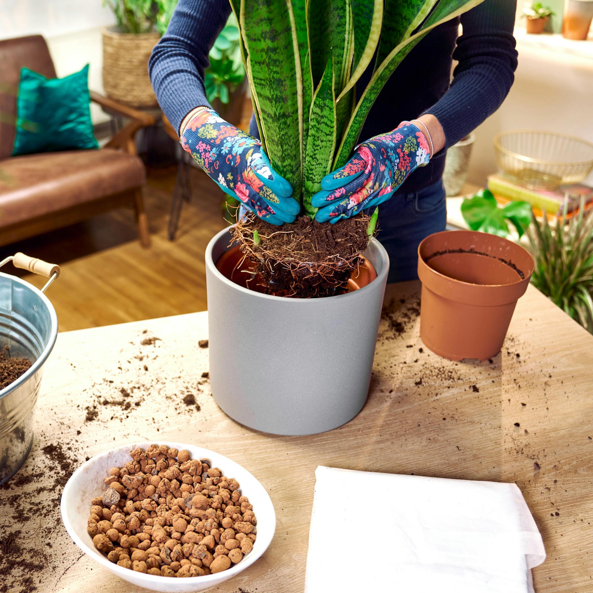 Zimmerpflanze in neuen Topf setzen