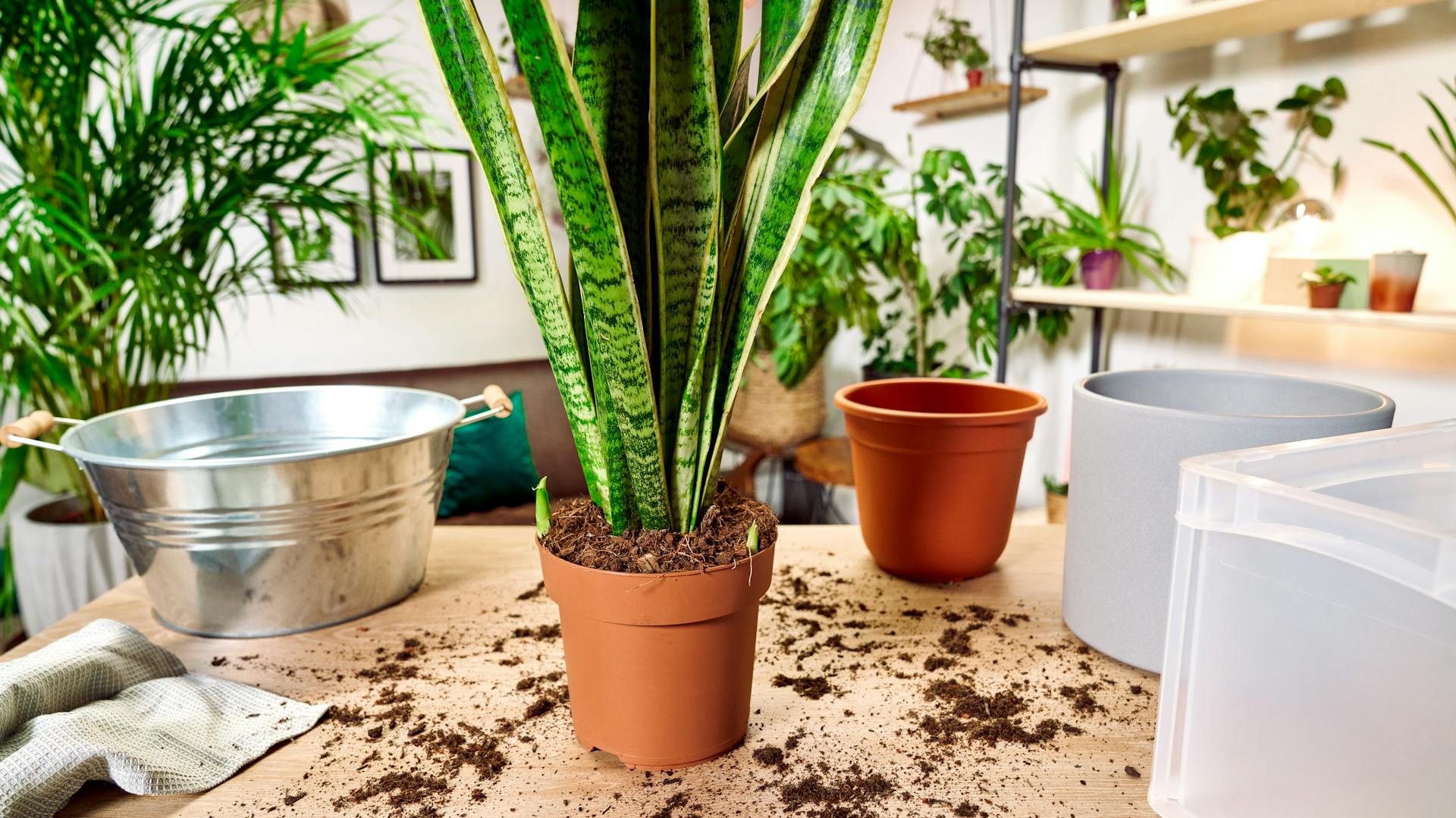 Zimmerpflanze und benötigte Utensilien zum Umtopfen auf Tisch