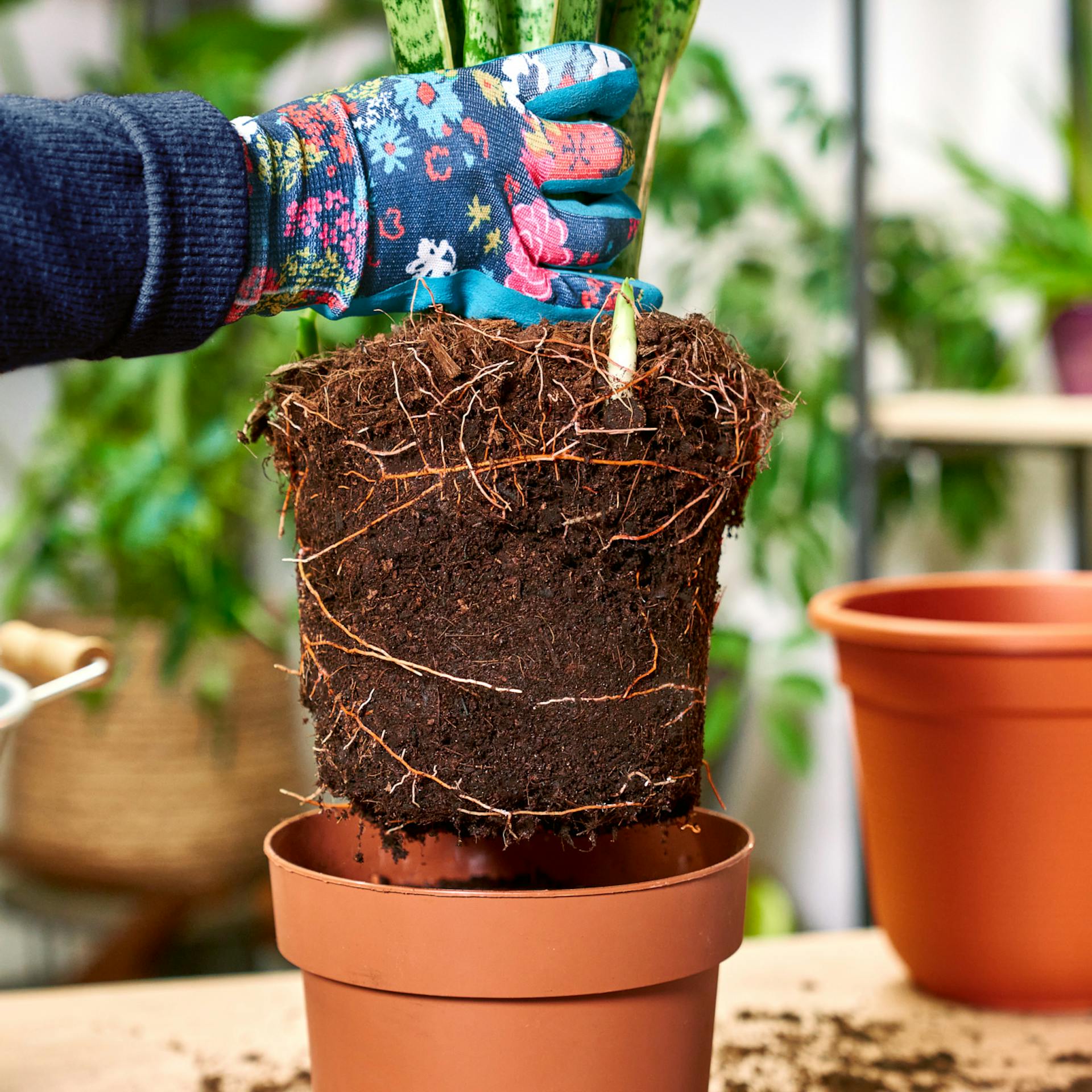 Wurzelballen mit Erde von Zimmerpflanze, die umgetopft werden soll