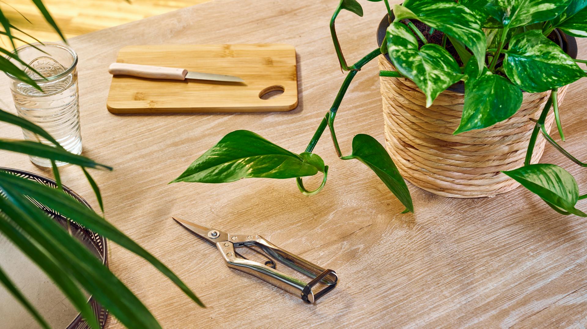 Vorbereitung um Zimmerpflanzen zu vermehren