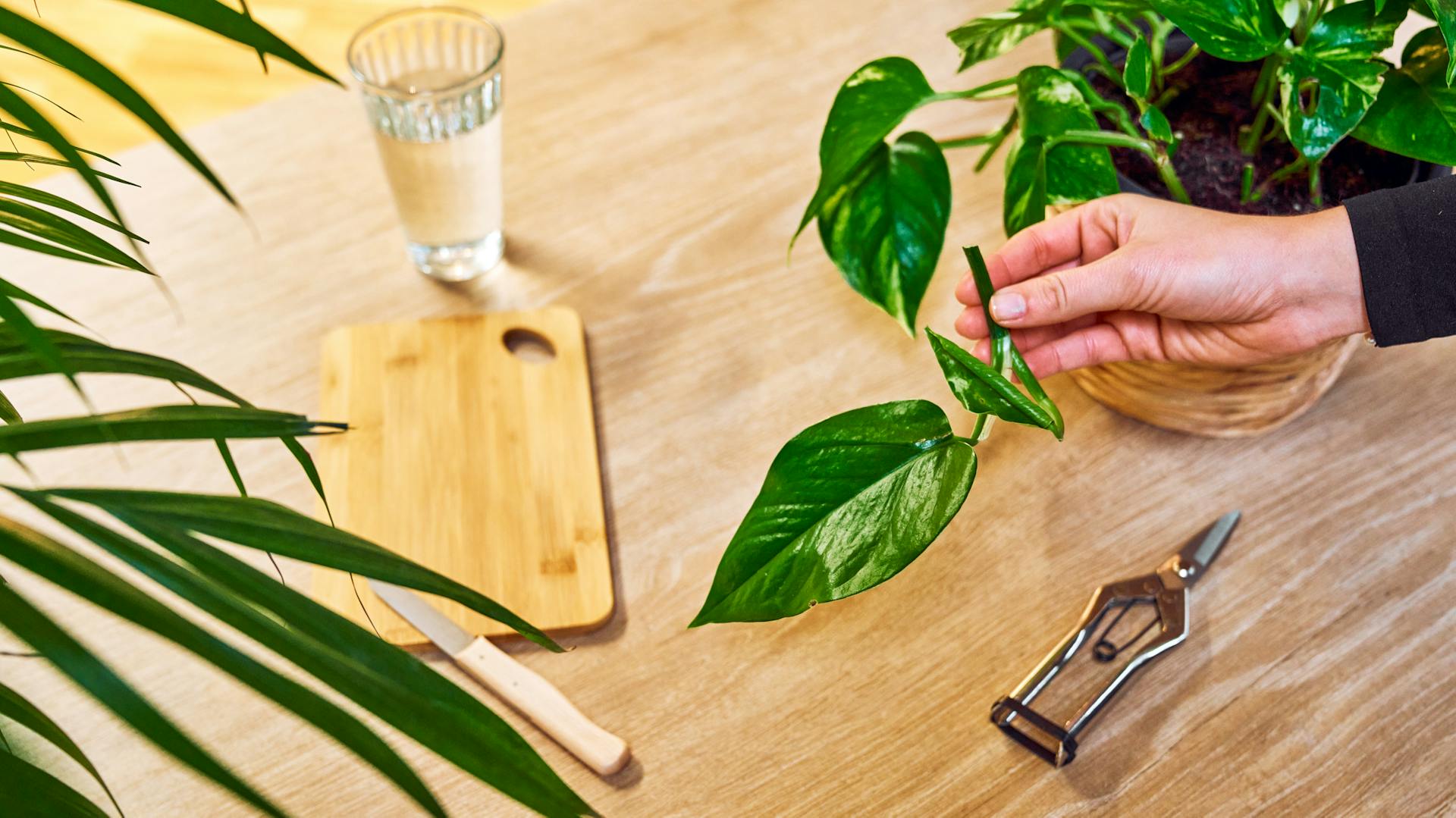 Abgeschnittener Steckling