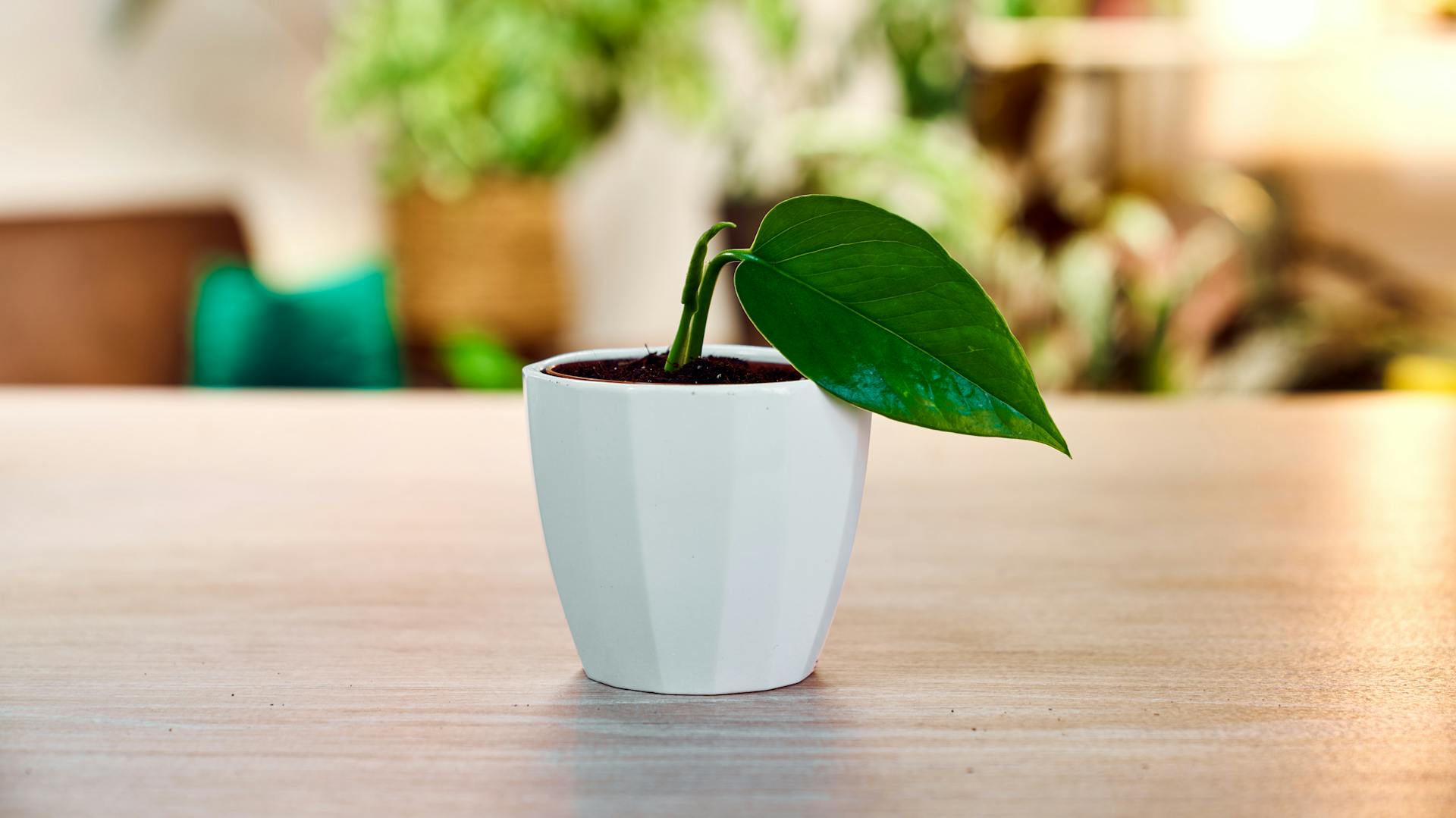 Steckling steht in einem Topf mit Erde.