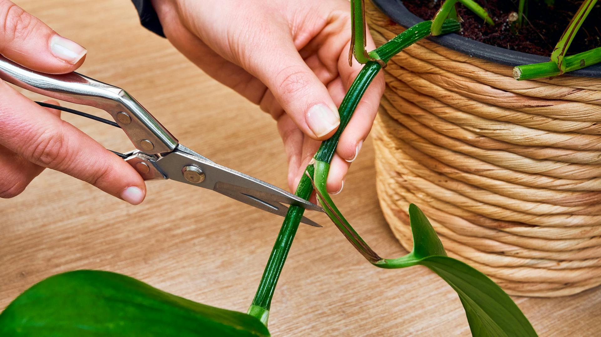 Steckling wird abgeschnitten