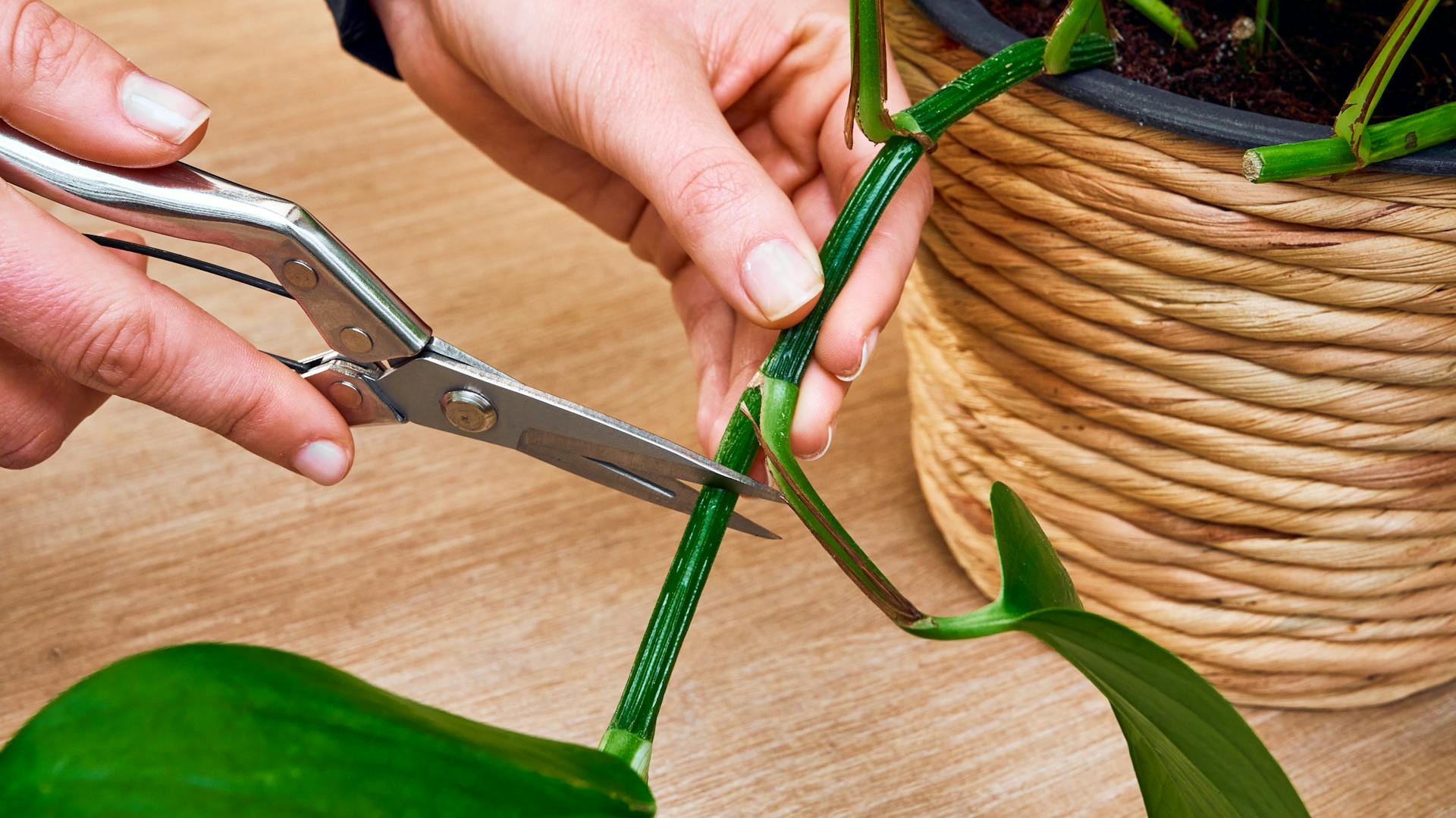 Steckling wird abgeschnitten