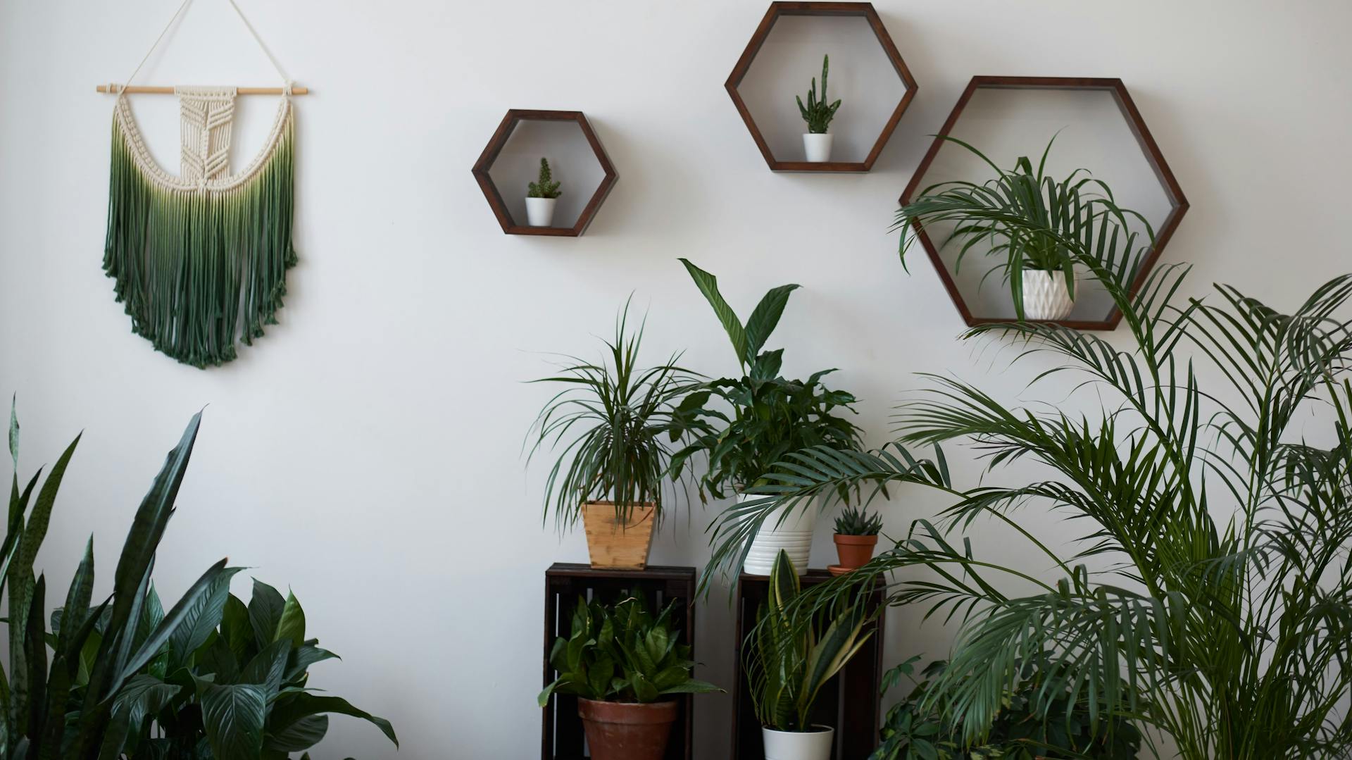 Zimmerpflanzen bei wenig Licht