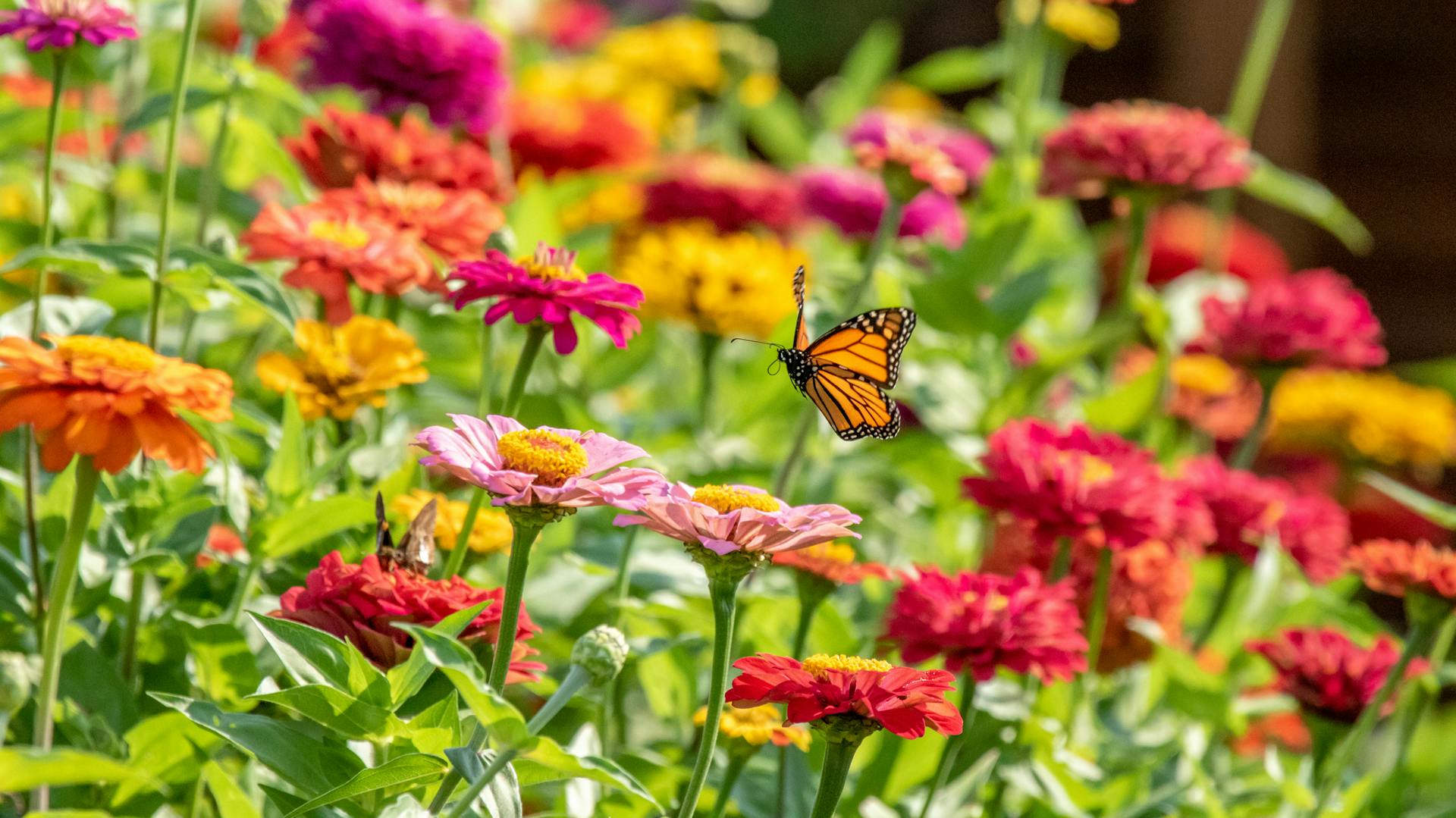 Blühende Zinnien, die von einem Schmetterling angeflogen werden.