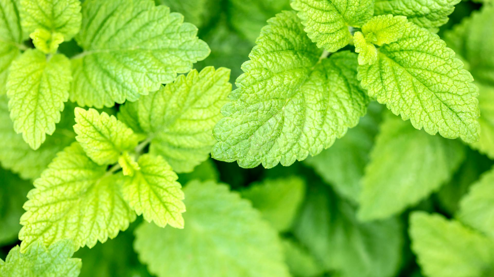 Blätter der Zitronenmelisse