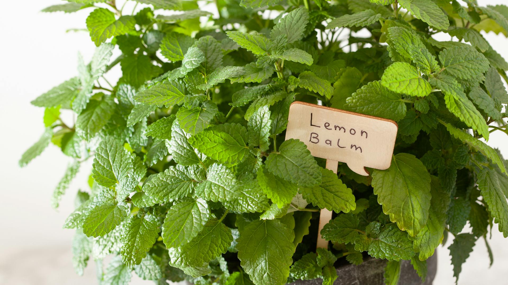 Zitronenmelisse im Topf