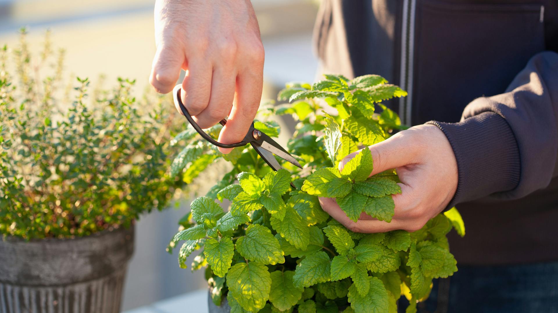 Zitronenmelisse wird mit Schere geerntet