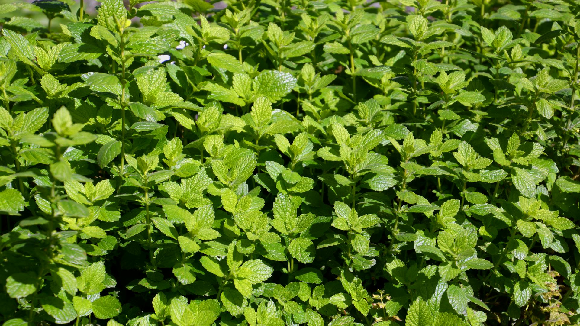 Eine Vielzahl an Zitronenmelisse-Sträuchern.