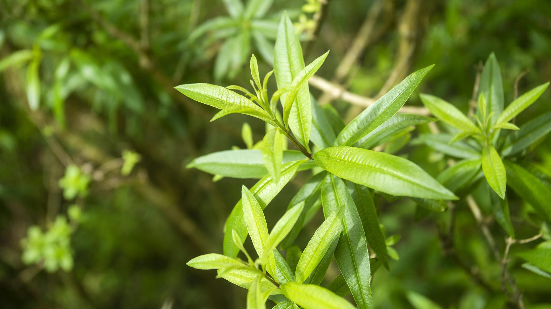 Zitronenverbene in der Sonne