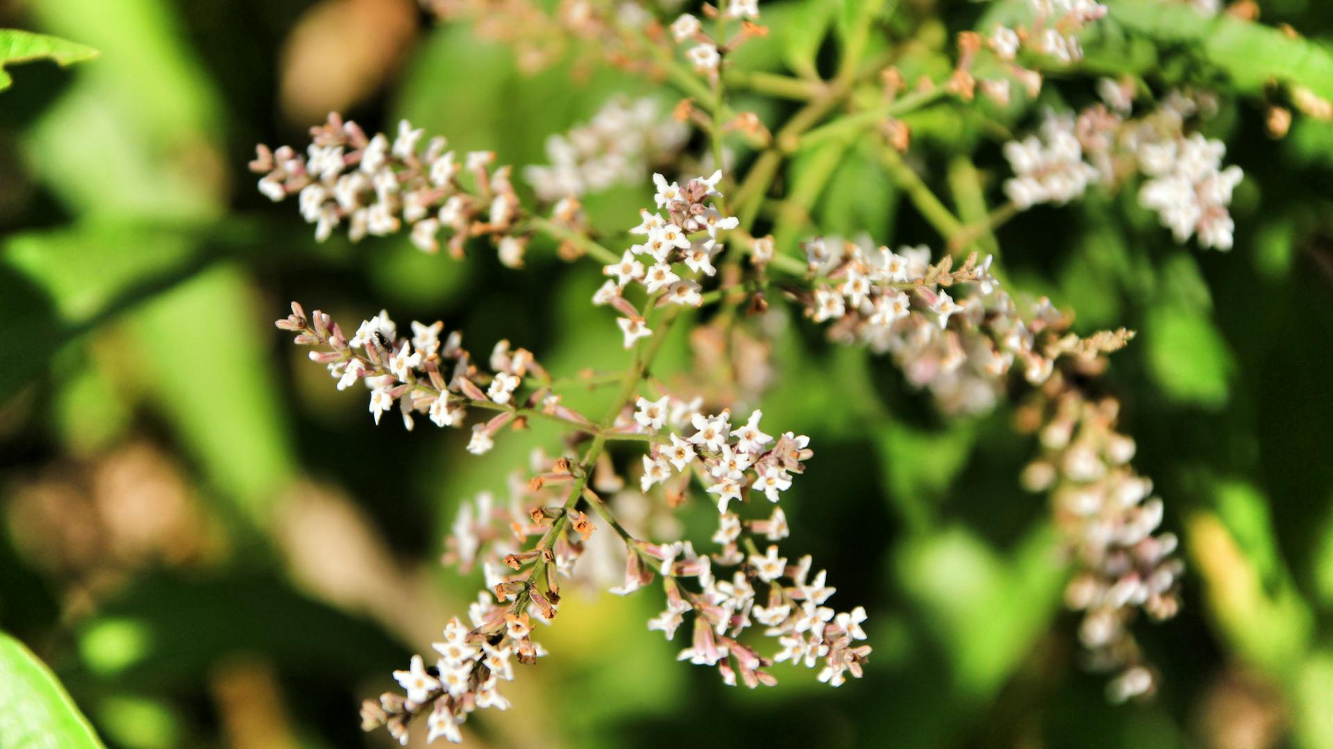 Blühende Zitronenverbene mit kleinen, weißen Blüten.