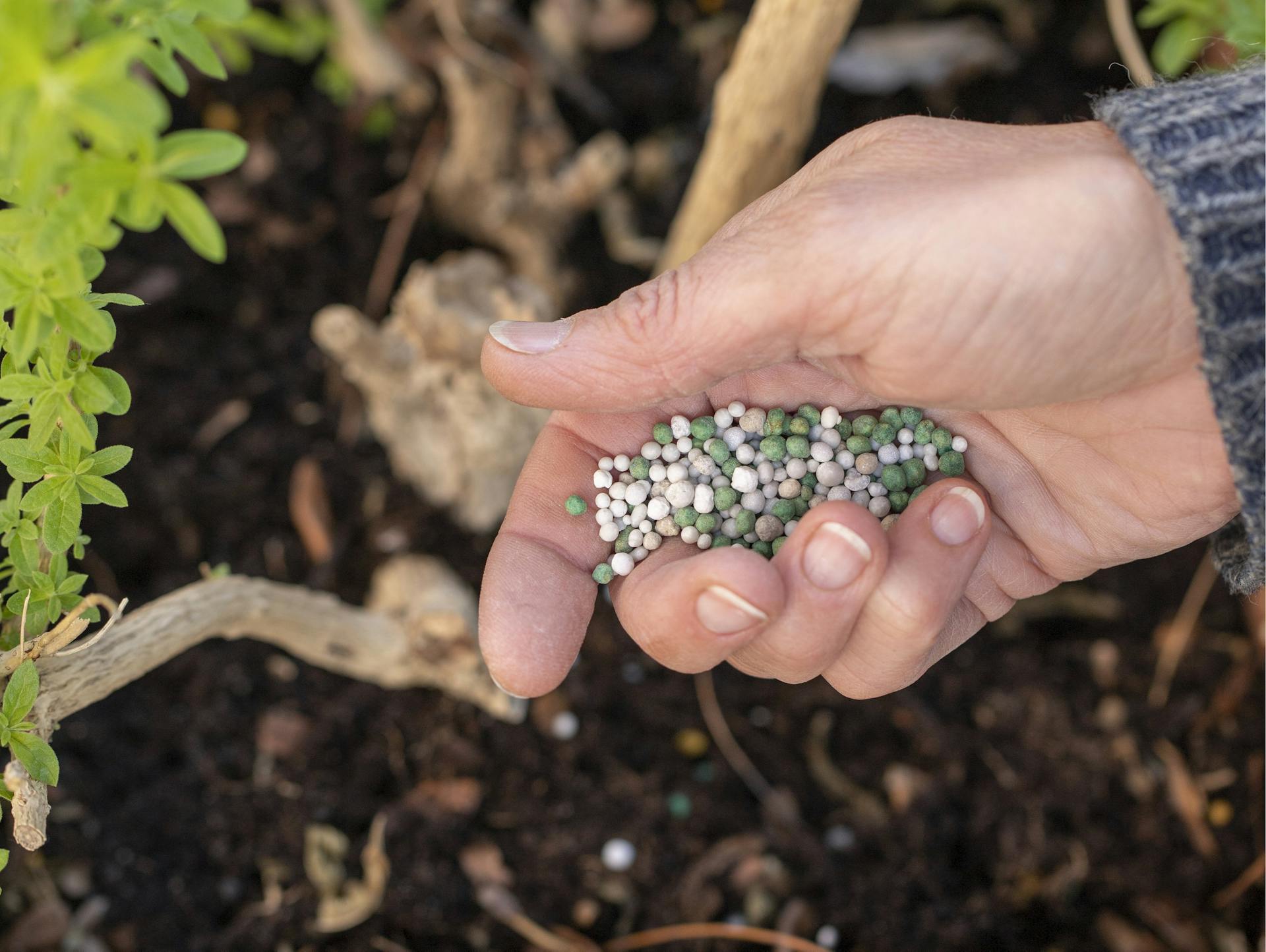 Eine Person gibt Langzeitdünger in einen Topf mit Zitronenverbene
