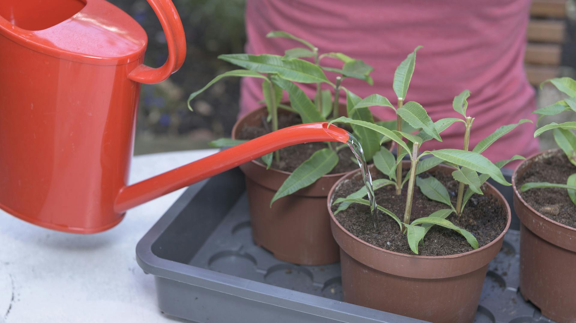 Eine Person gießt Ableger der Zitronenverbene im Topf.