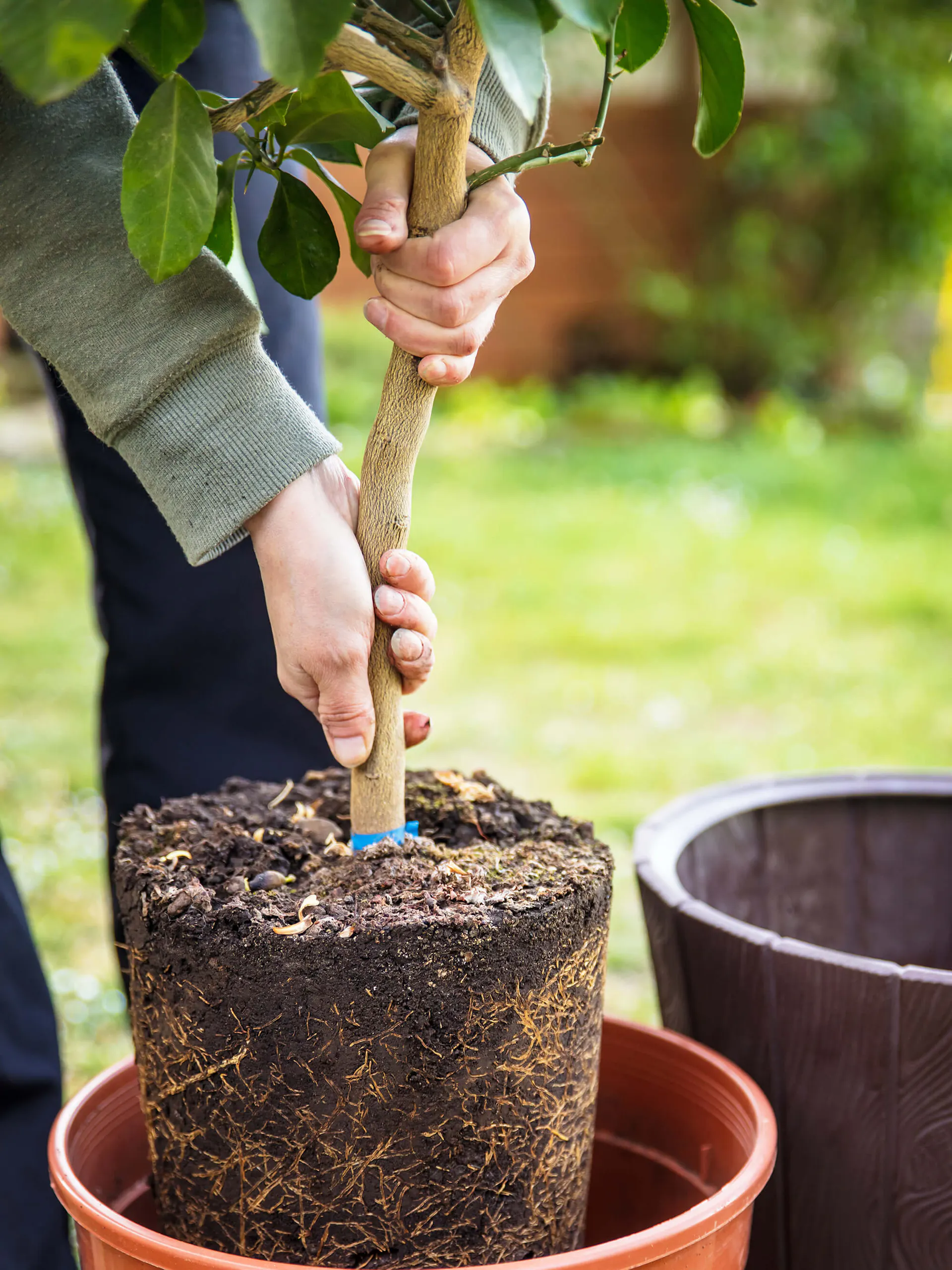 Mandarinfa cserépben, mellette gyümölcsök