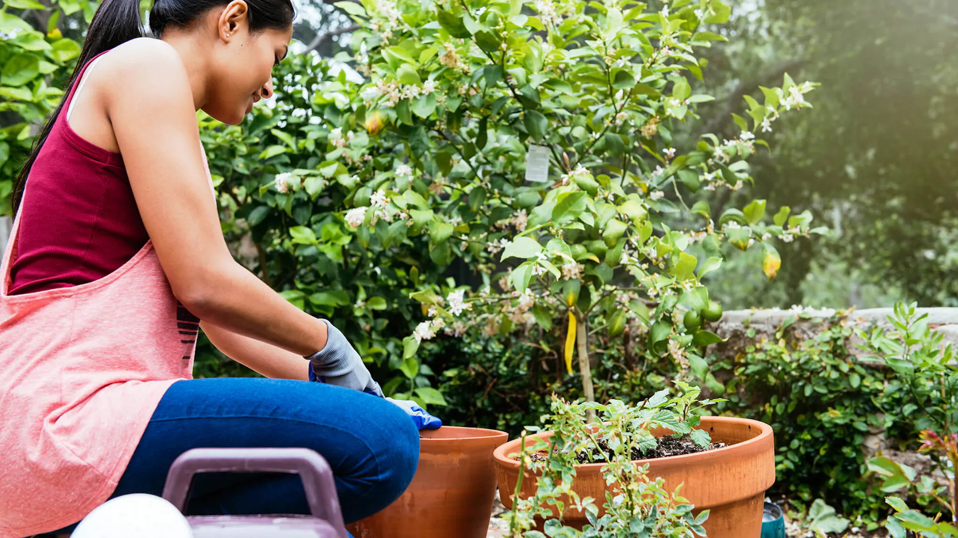 Egy nő ül egy citrusféle előtt, és trágyát vagy földet szór a tövéhez.