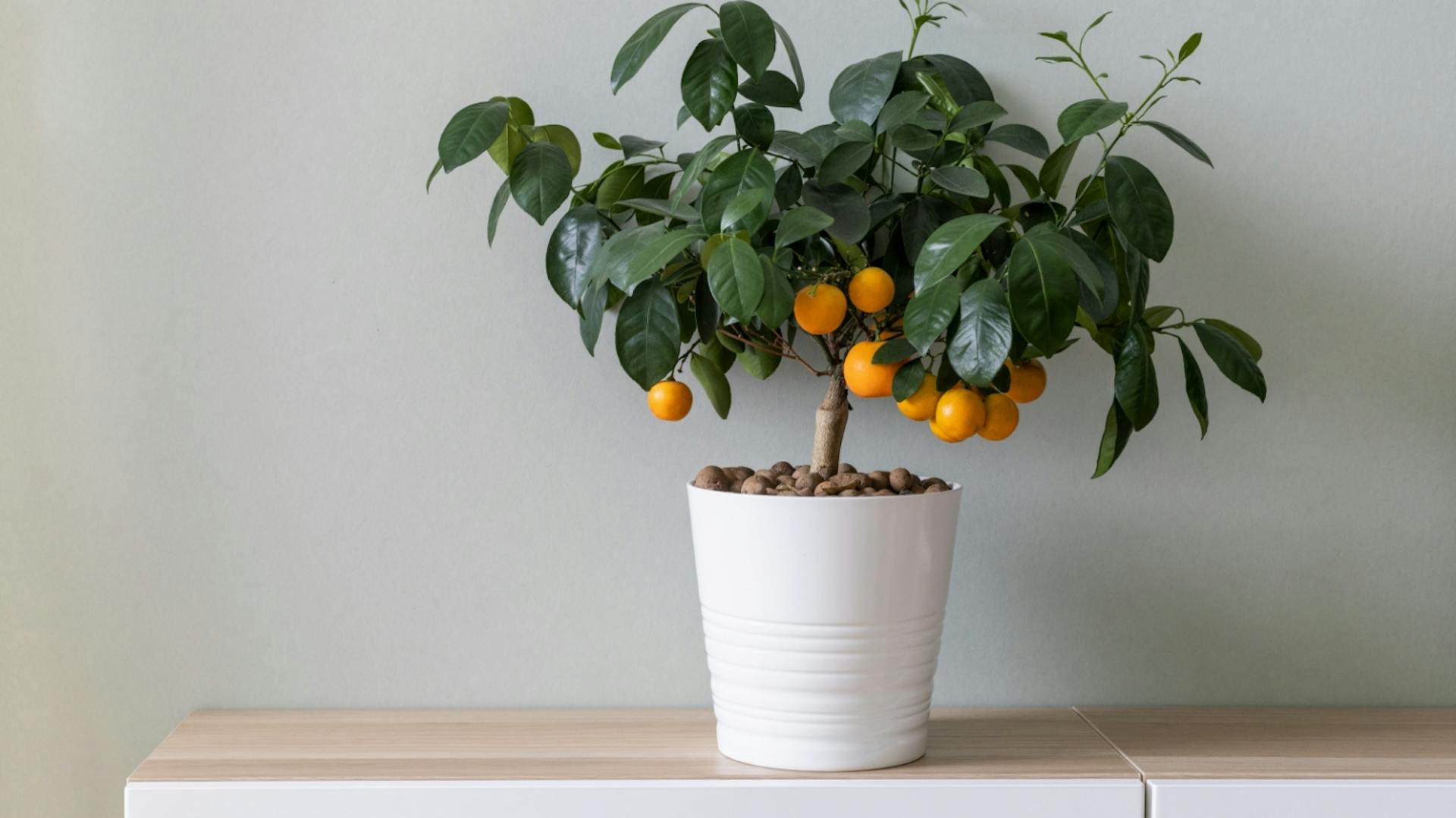 Zitruspflanzen umtopfen – Anleitung und Tipps | OBI