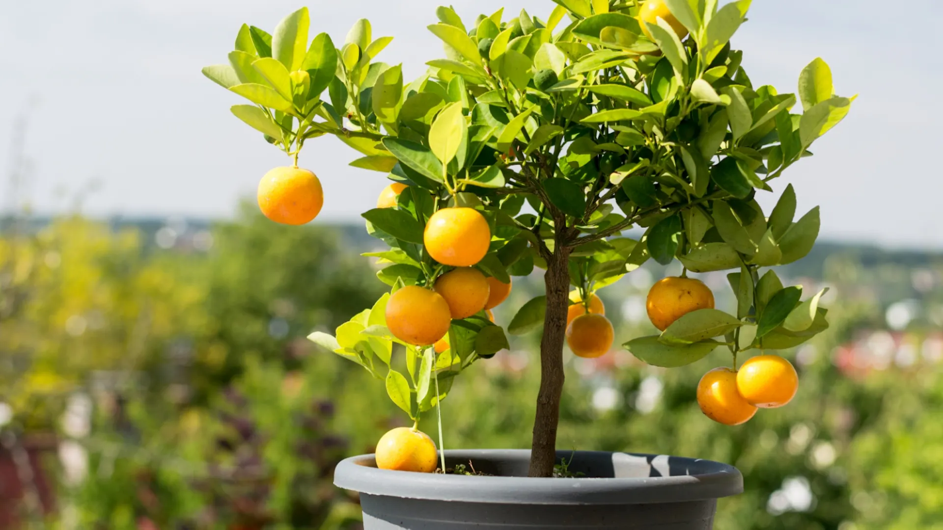 Narancsfa szürke kaspóban.