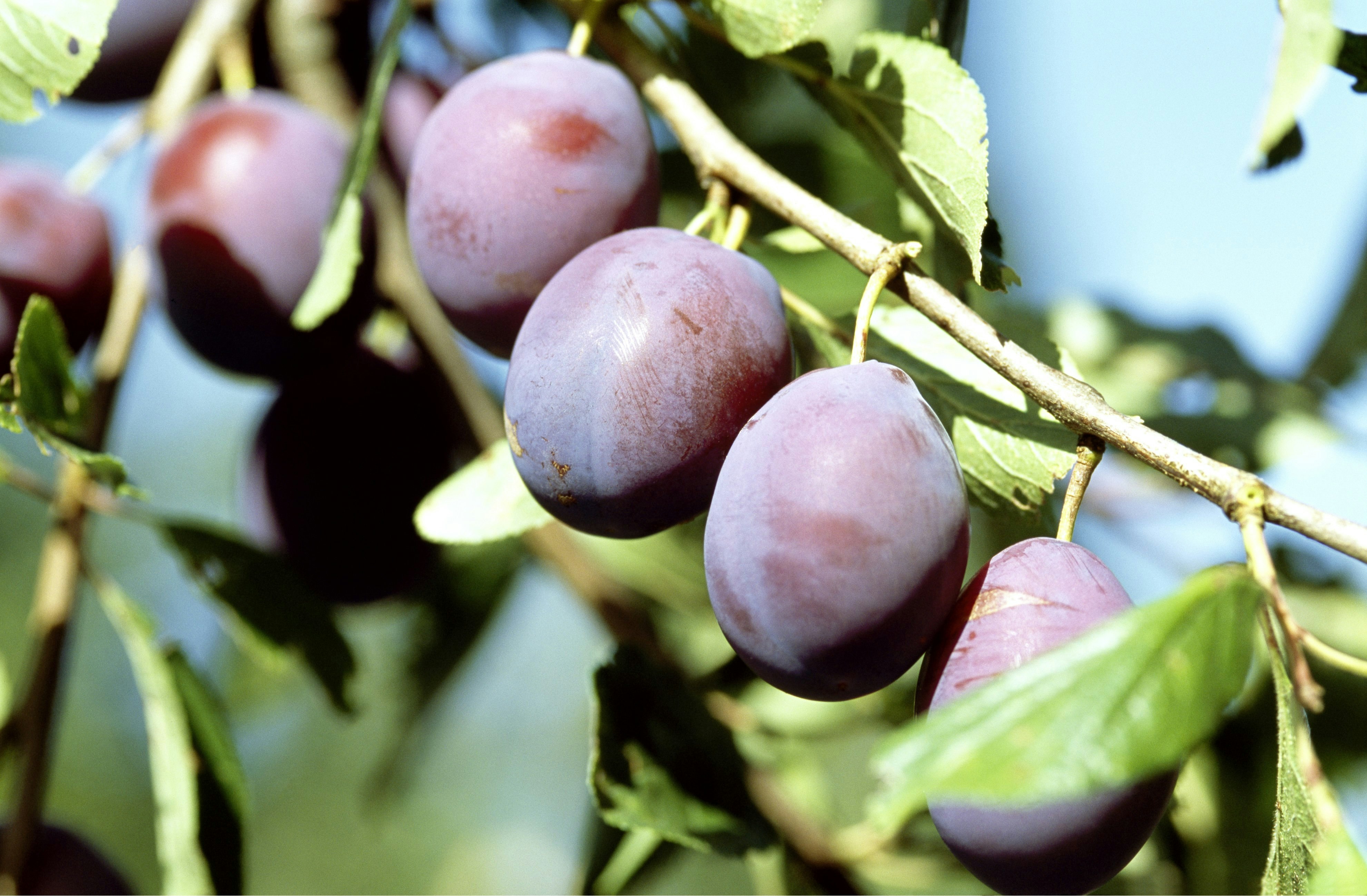 Alles über Bäume – Arten, Pflege, Schnitt und Tipps | OBI Alles über Bäume – Arten, Pflege, Schnitt und Tipps | OBI