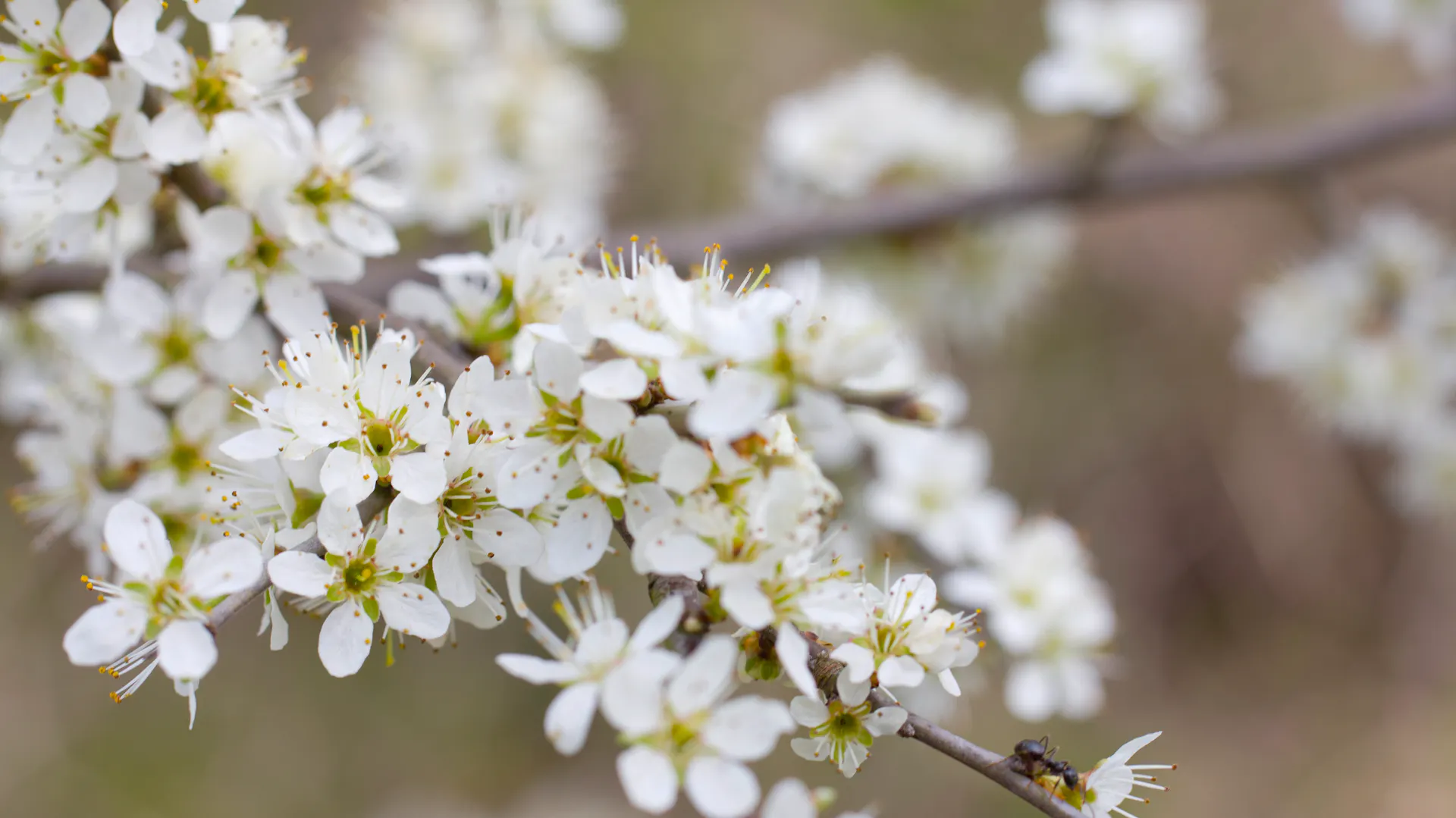 Blüten an der Zwetschge